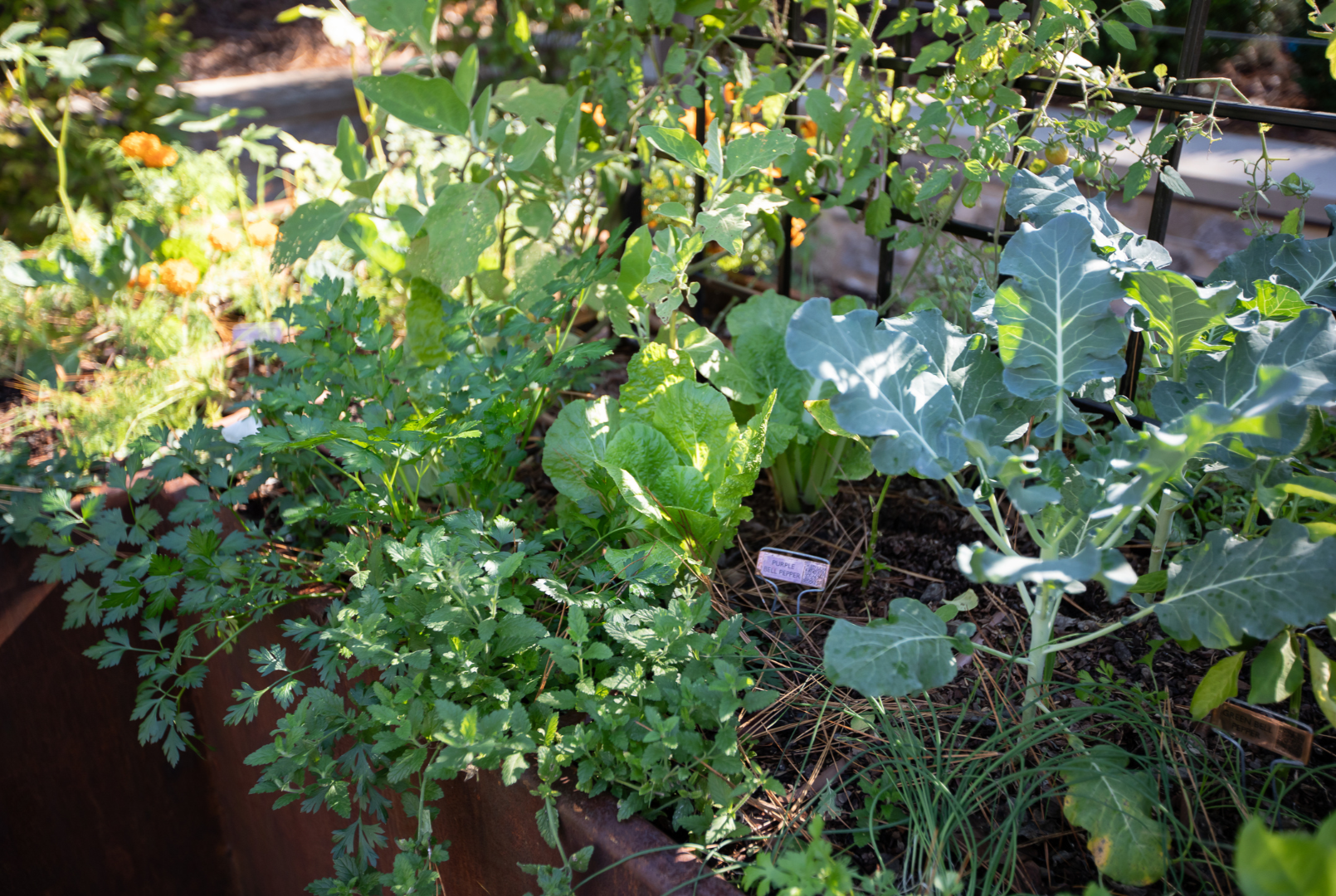 In fall, peppers finish their season while broccoli and parsley put on size. 