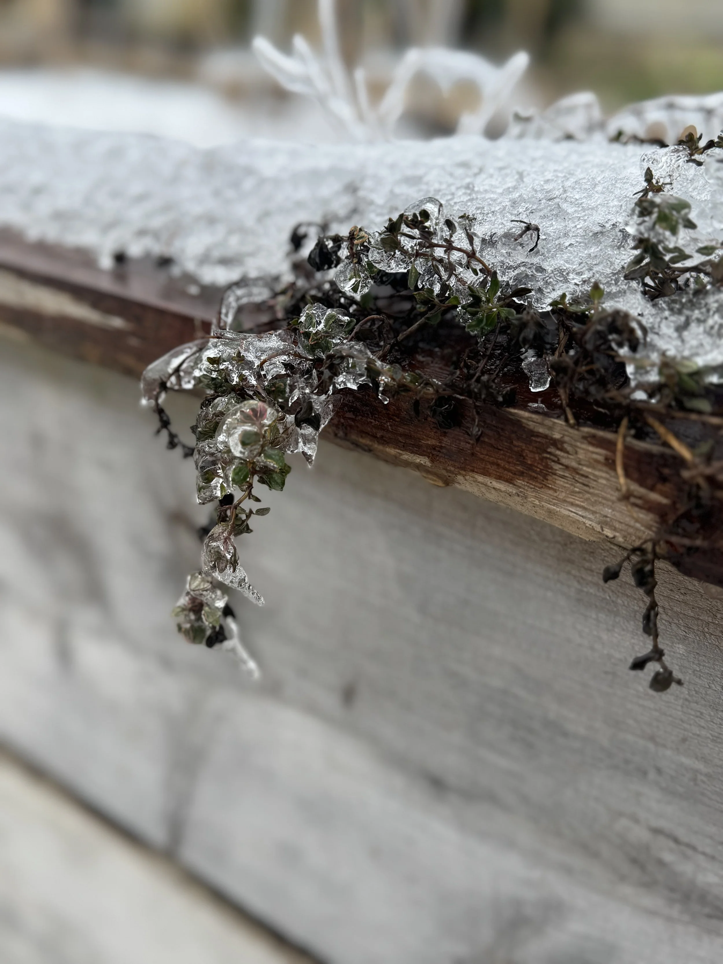 Q&amp;A: What damage has this winter storm done to my garden? 