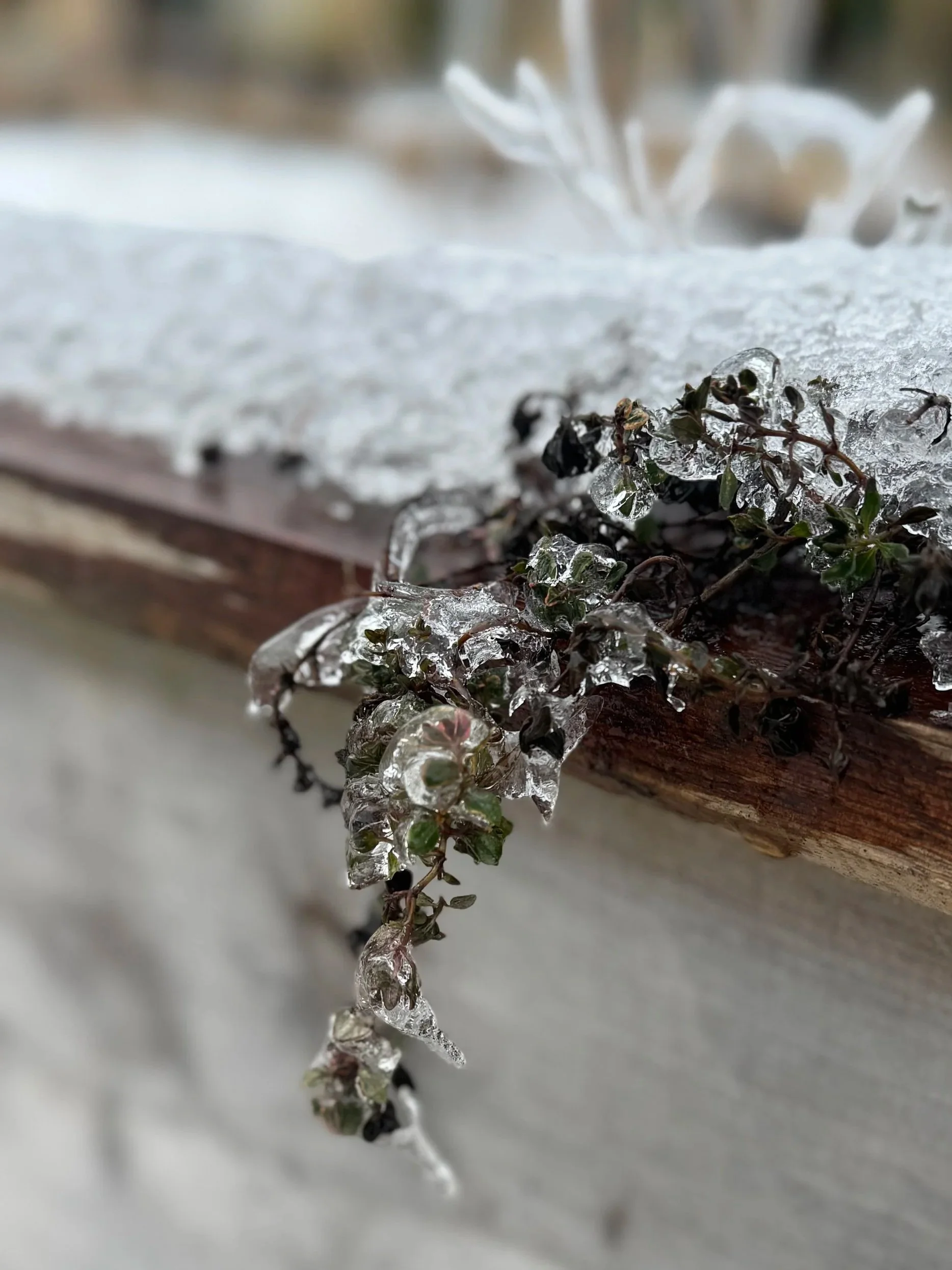 Q&amp;A: What damage has this winter storm done to my garden? 