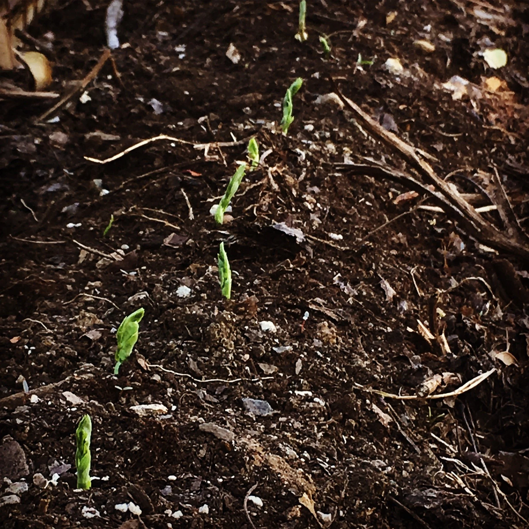 Q&amp;A: How do I prep my soil for spring?