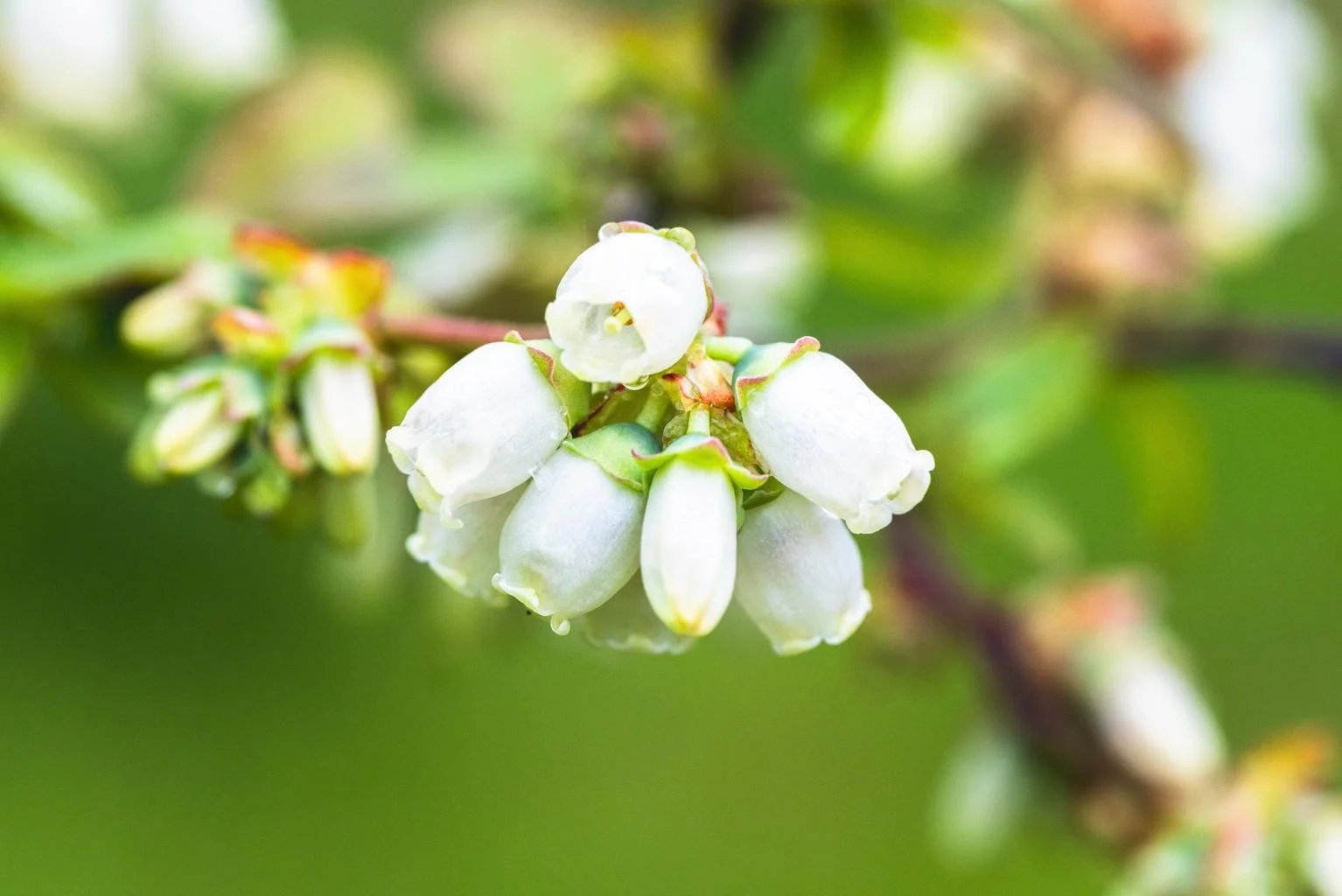 blueberry blossom.jpeg