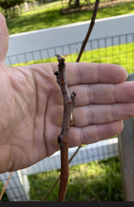 Screenshot 2026-03-12 at 8.40.30 PM.png