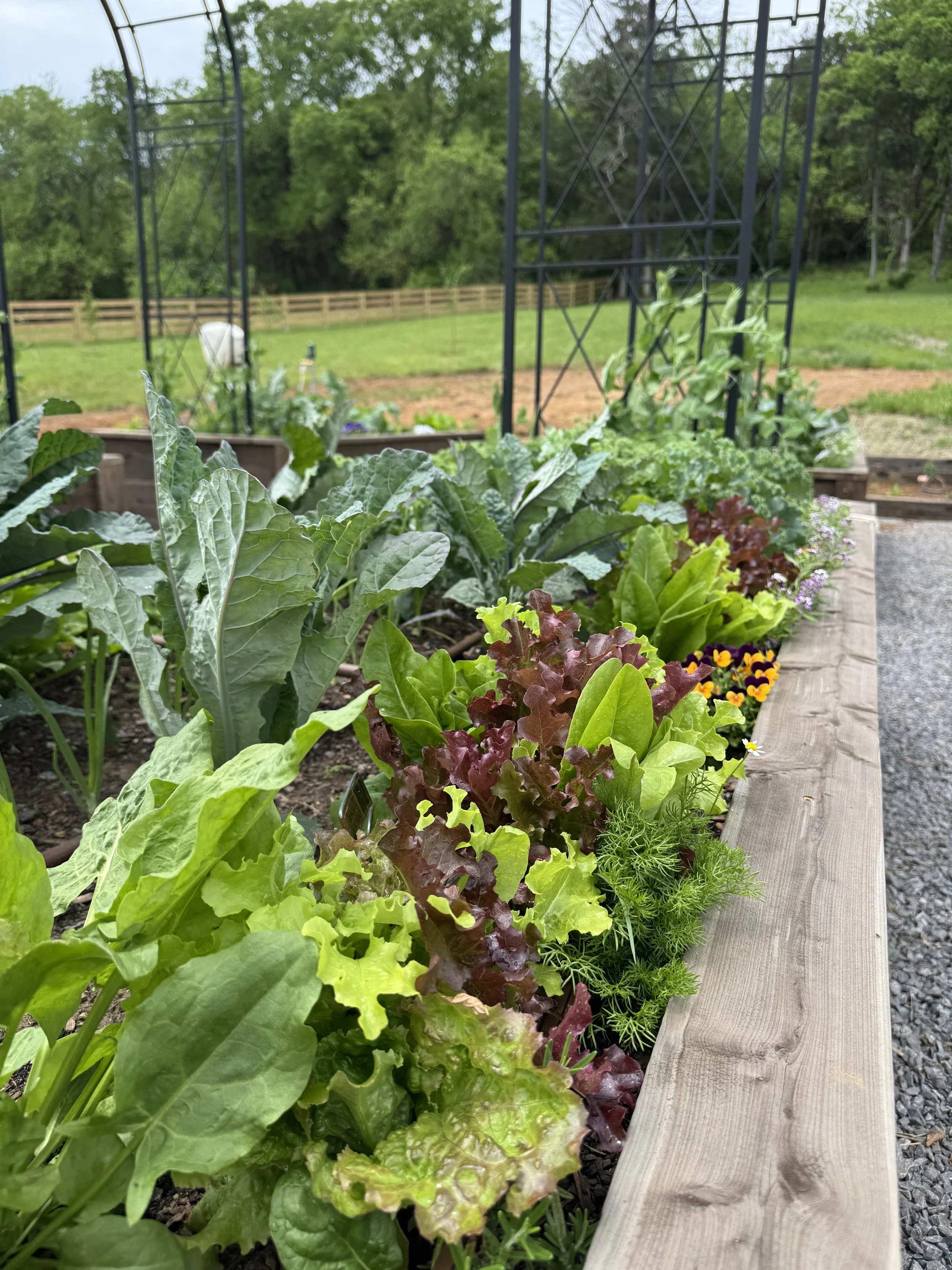 Why Spring Greens Matter More Than You Think