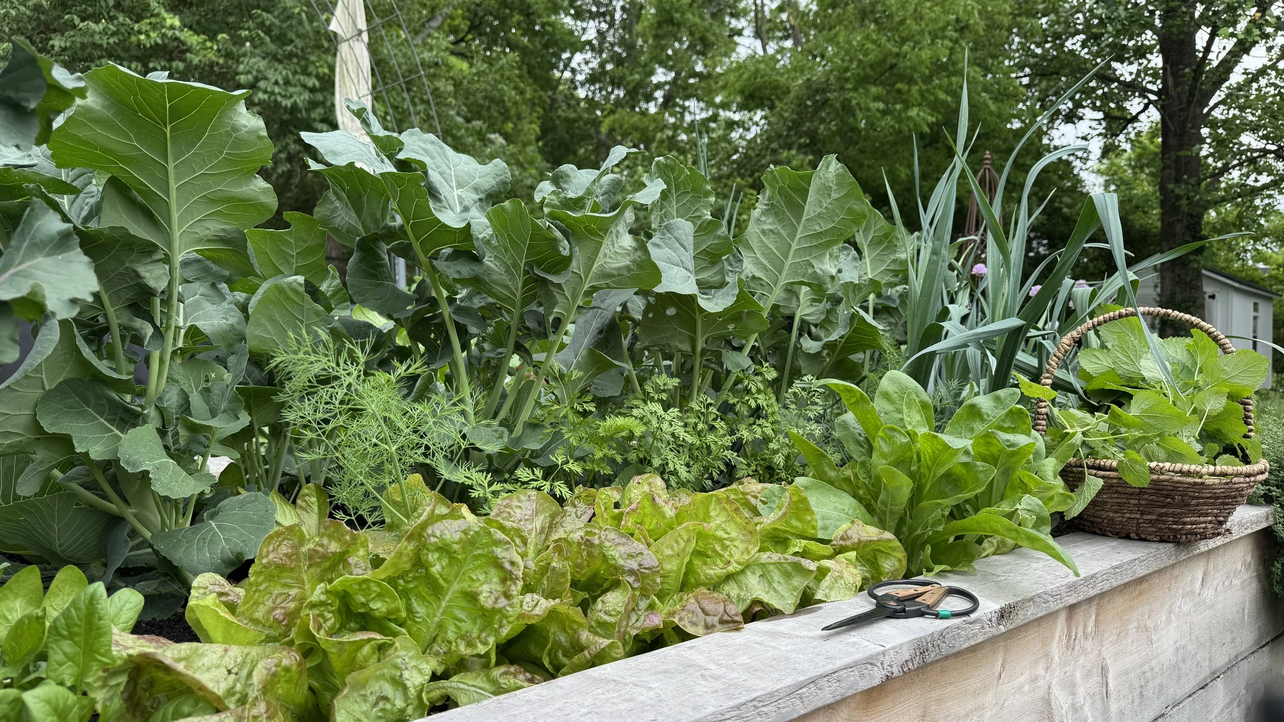Q&amp;A: My broccoli hasn't produced and it's time to plant tomatoes. What do I do?