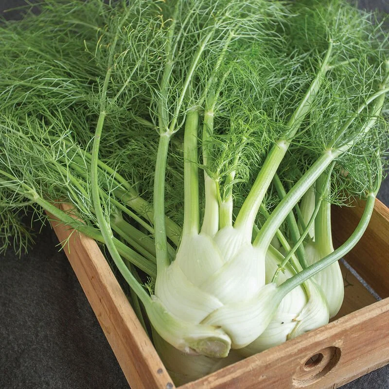 5977_01_finale_fennel.jpg