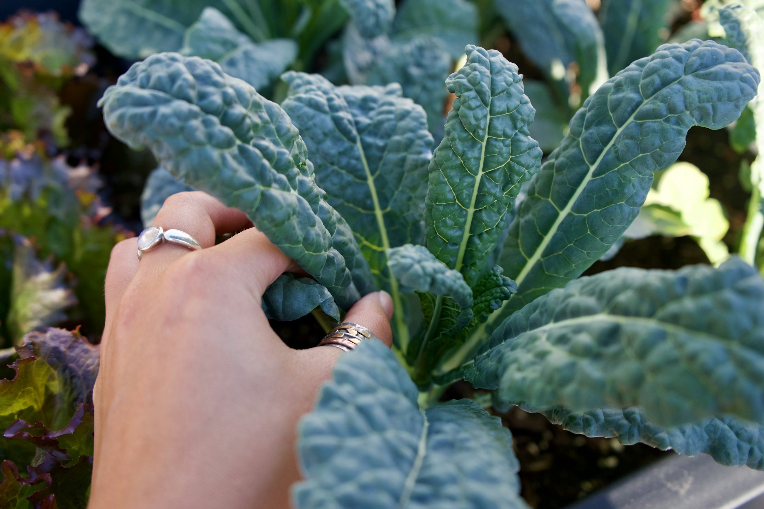 Q&amp;A: What Should I Plant in My Fall Garden?