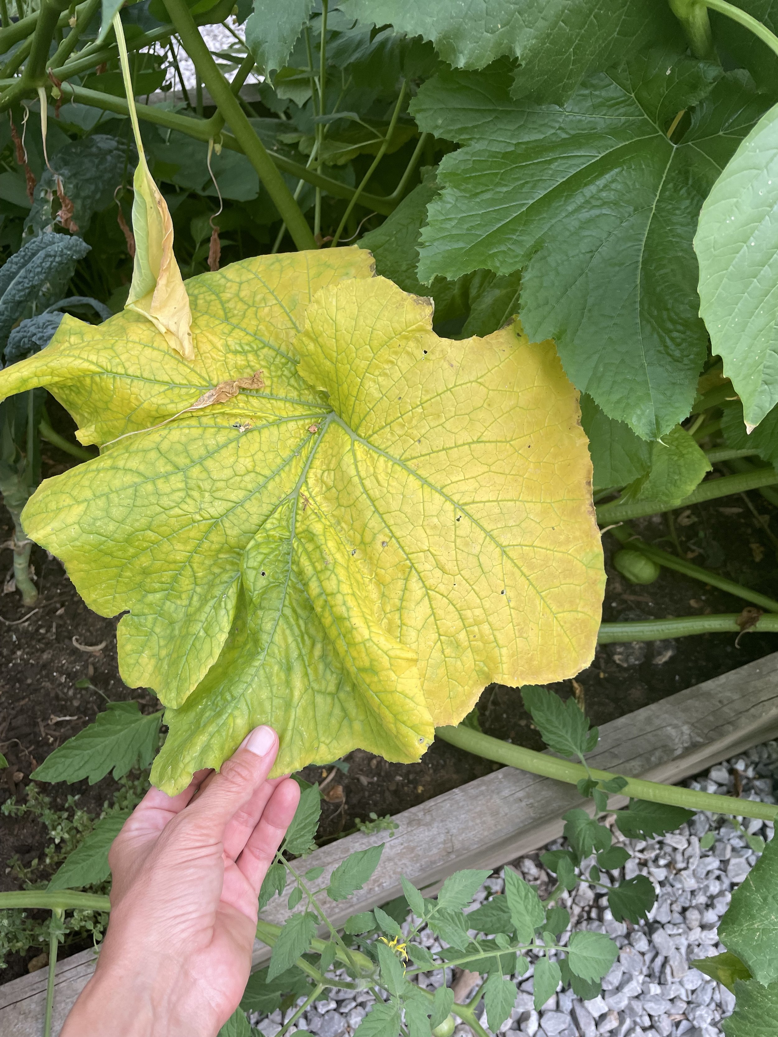 Q&amp;A: My plants dying before summer is over! Did I do something wrong?