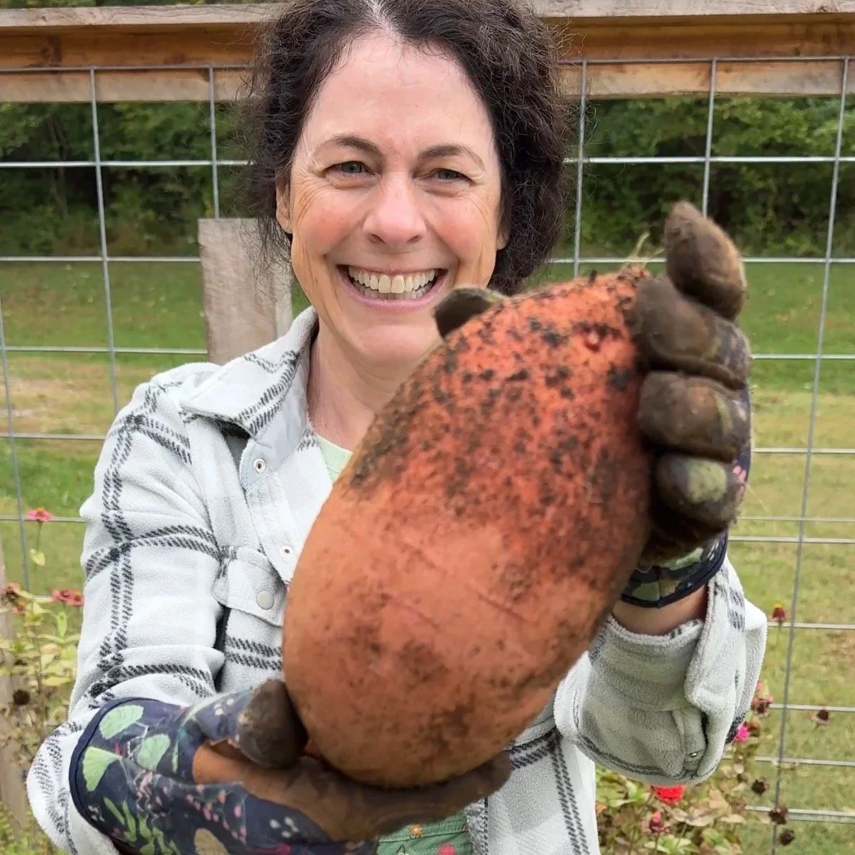 Q&amp;A: When are my sweet potatoes ready to harvest?