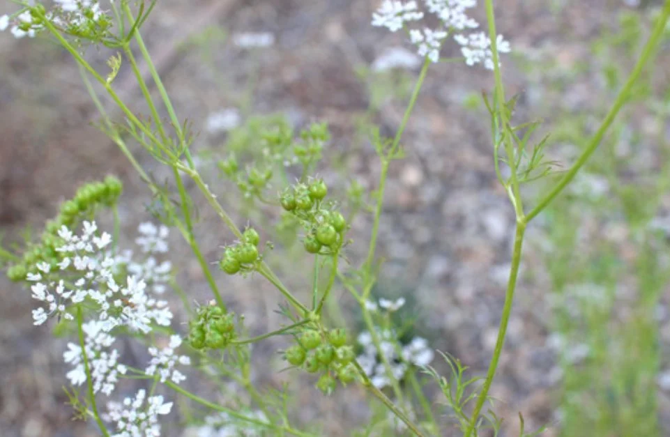 flowers going to seed