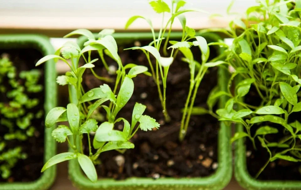 cotyledons