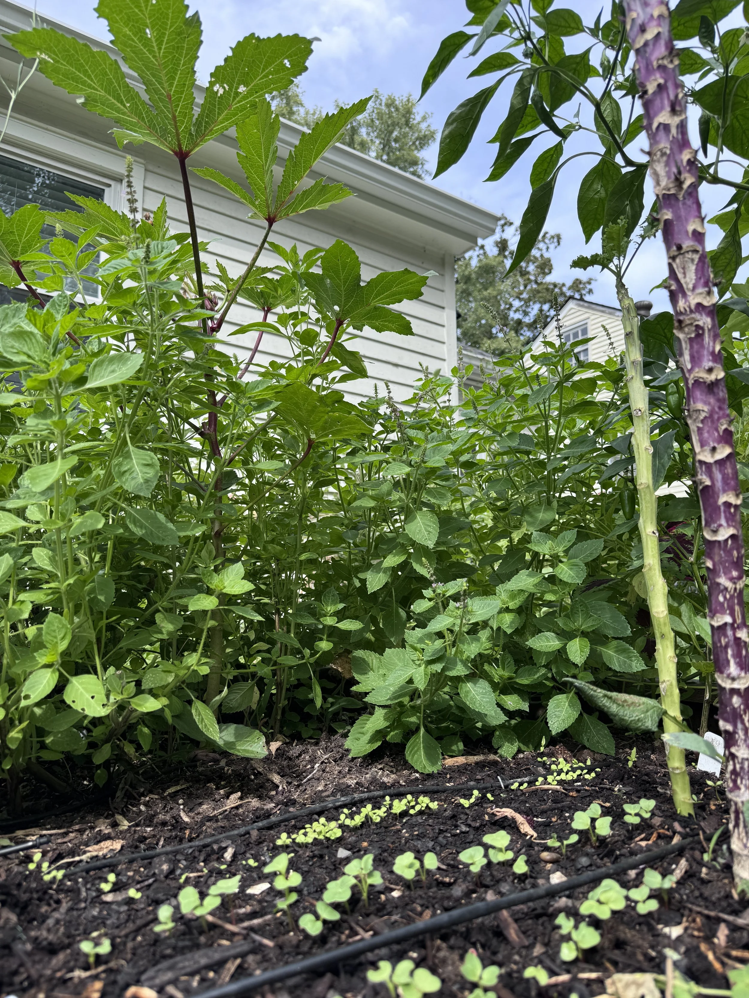 Q&A: Do I need to remove summer crops in order to plant the fall garden?