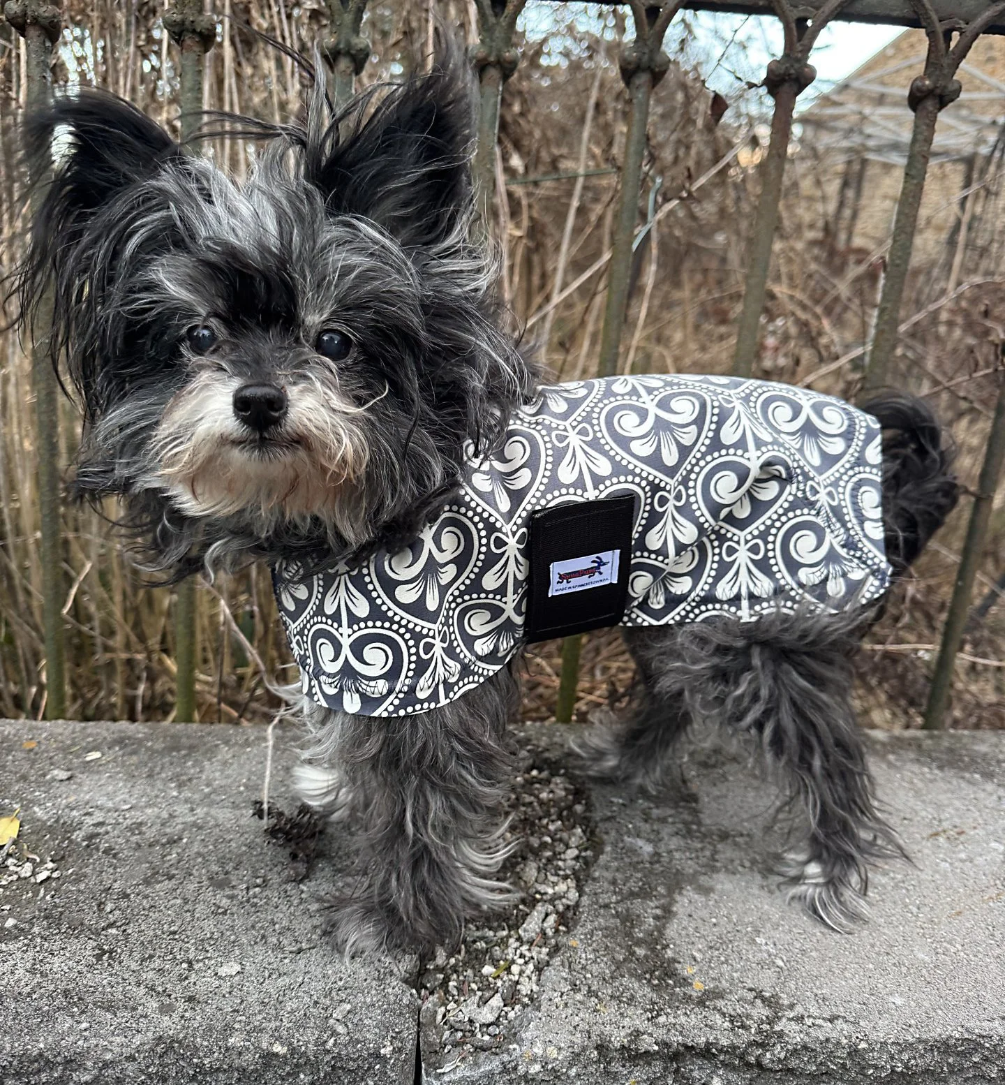 Dolly in French Hearts Raincoat.jpeg