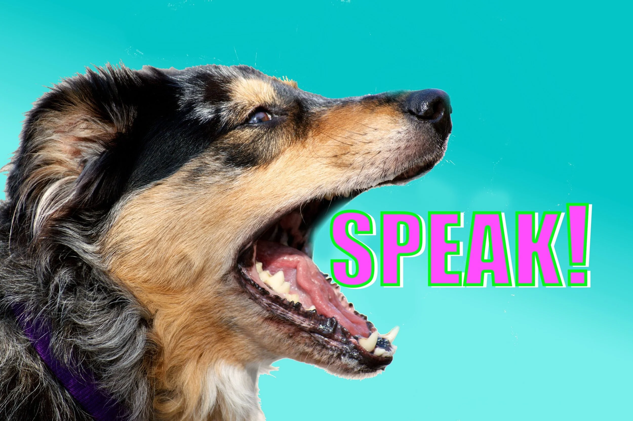 Dogs Speak English? Huh?