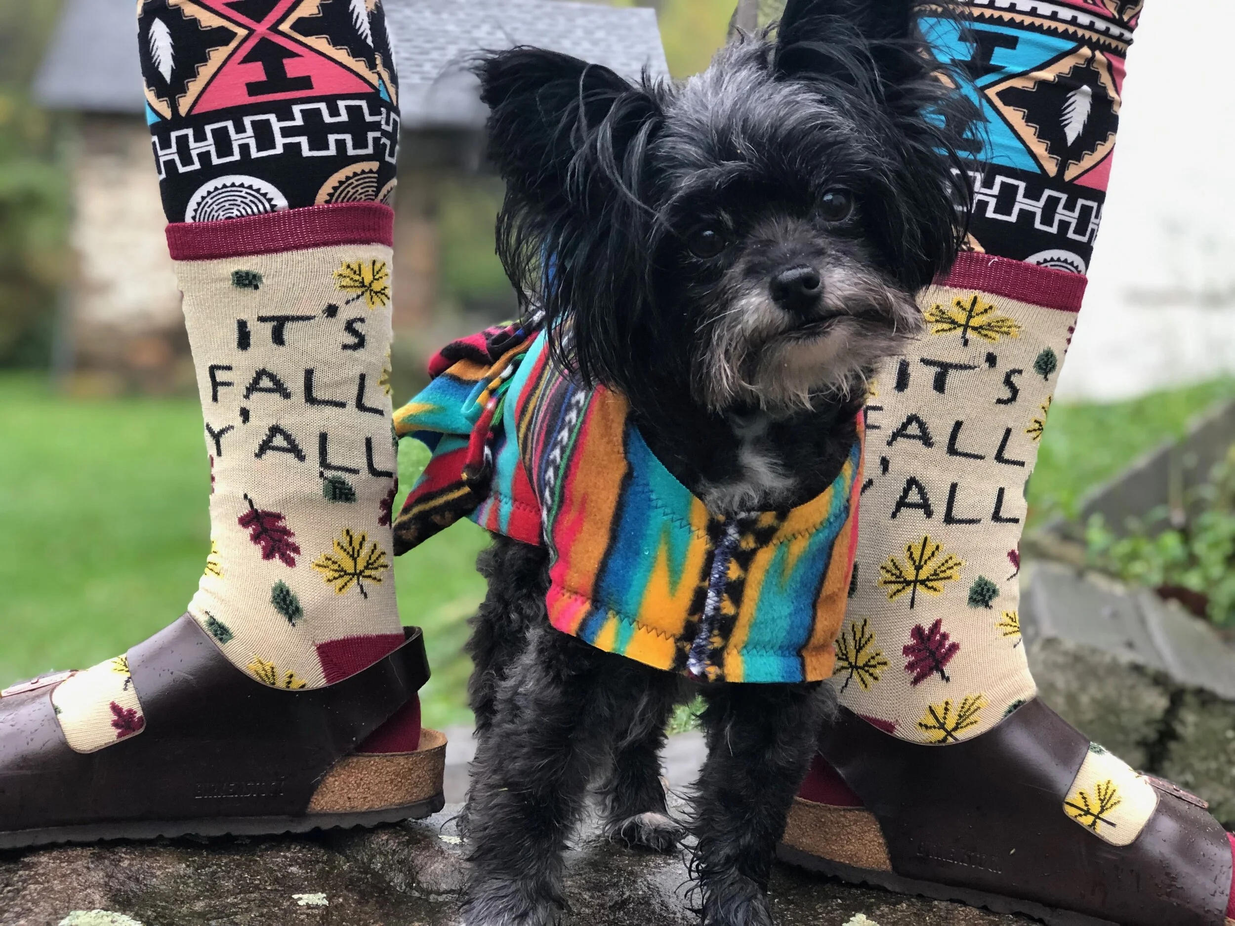 small dog with dog coat and person with socks.jpeg