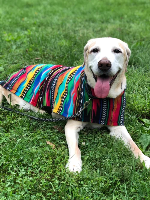 Dog Clothes Made in USA: Stylish & Quality Options