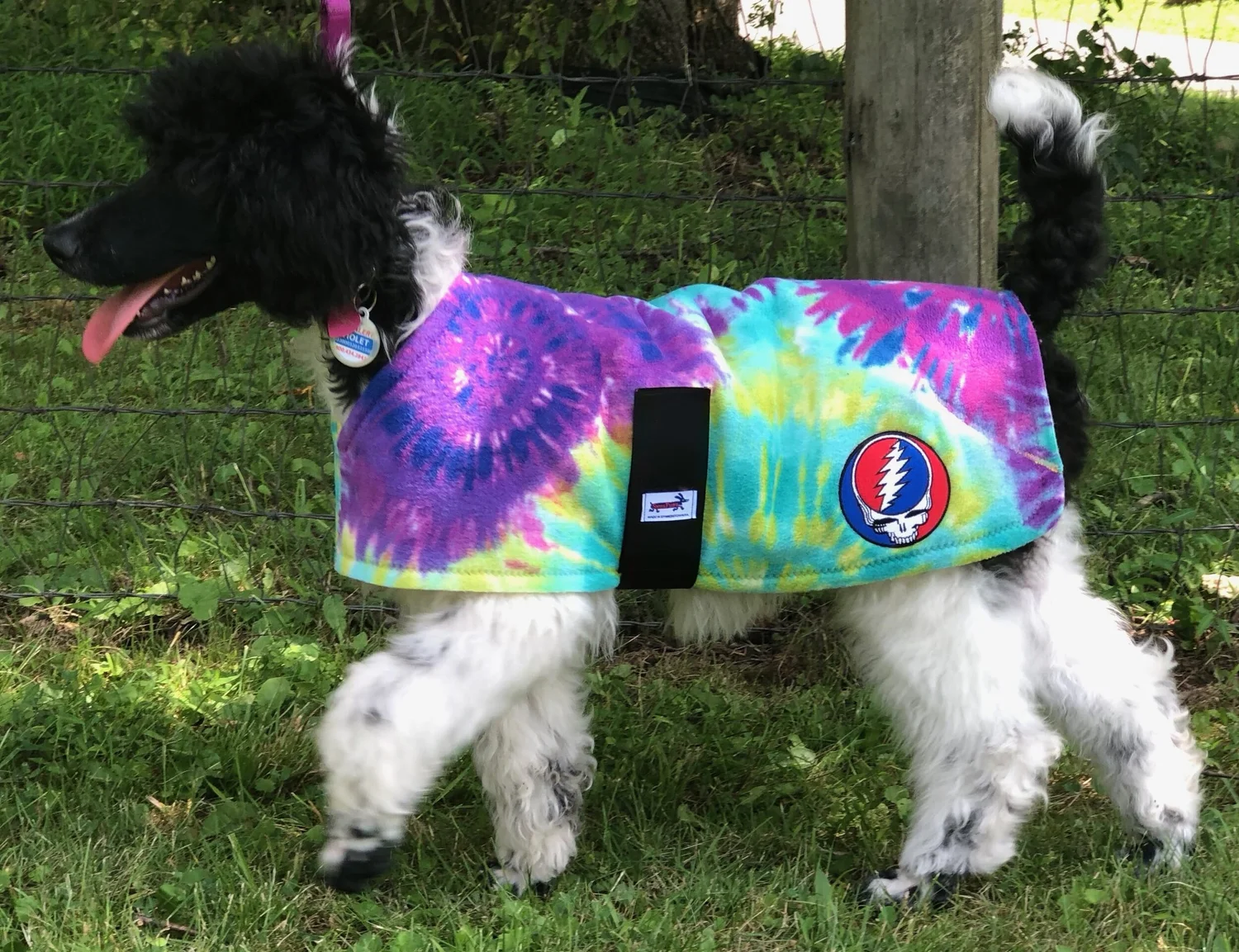 Why Does My Dog Steal My Clothes