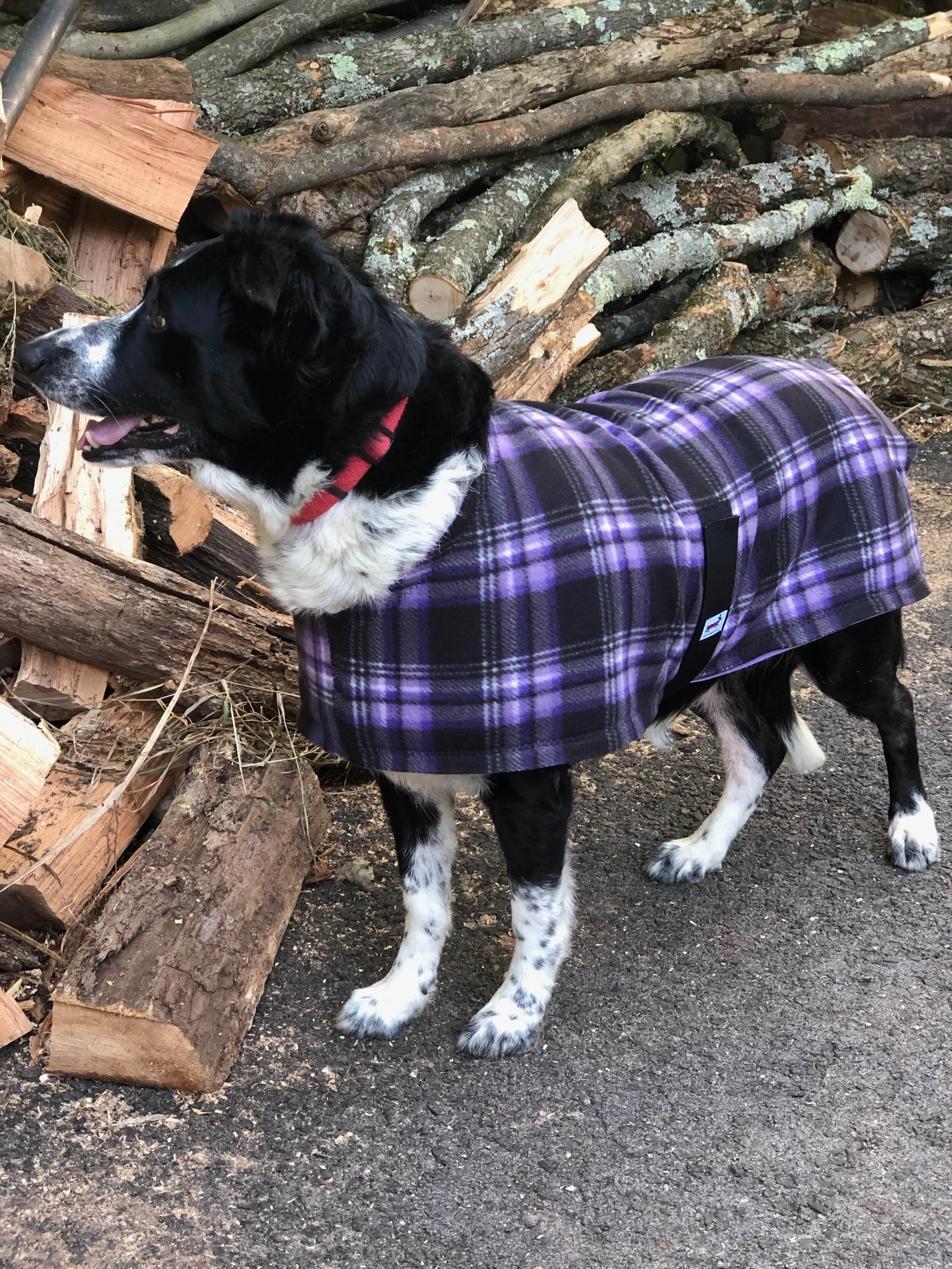 purple dog coat