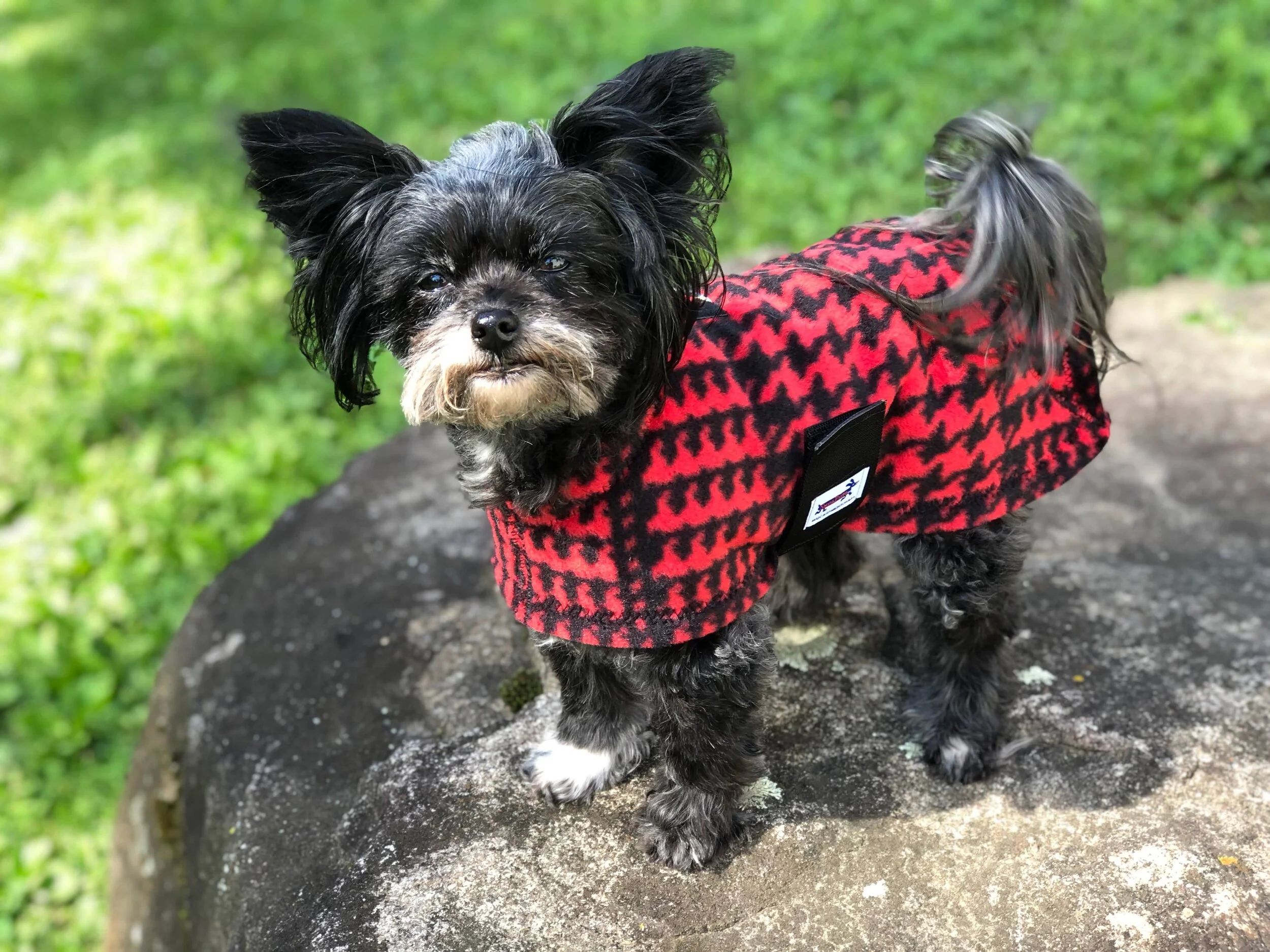 houndstooth dog sweater