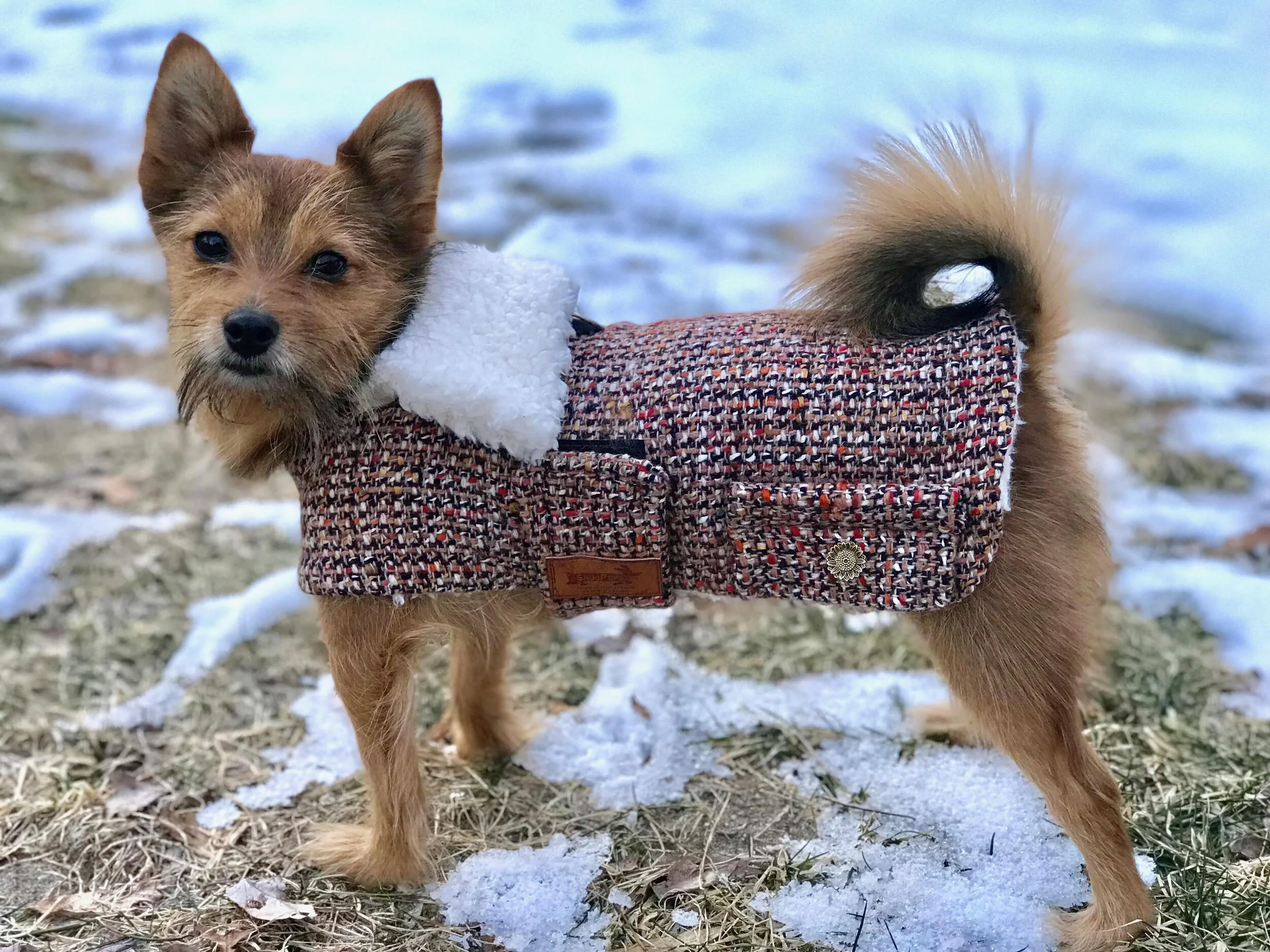 dog coat wool