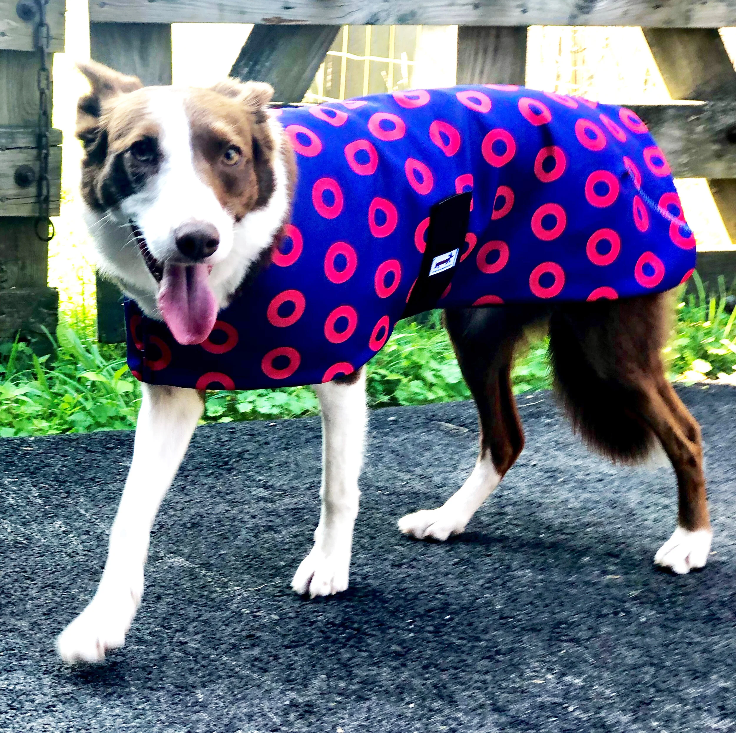 canvas dog coat