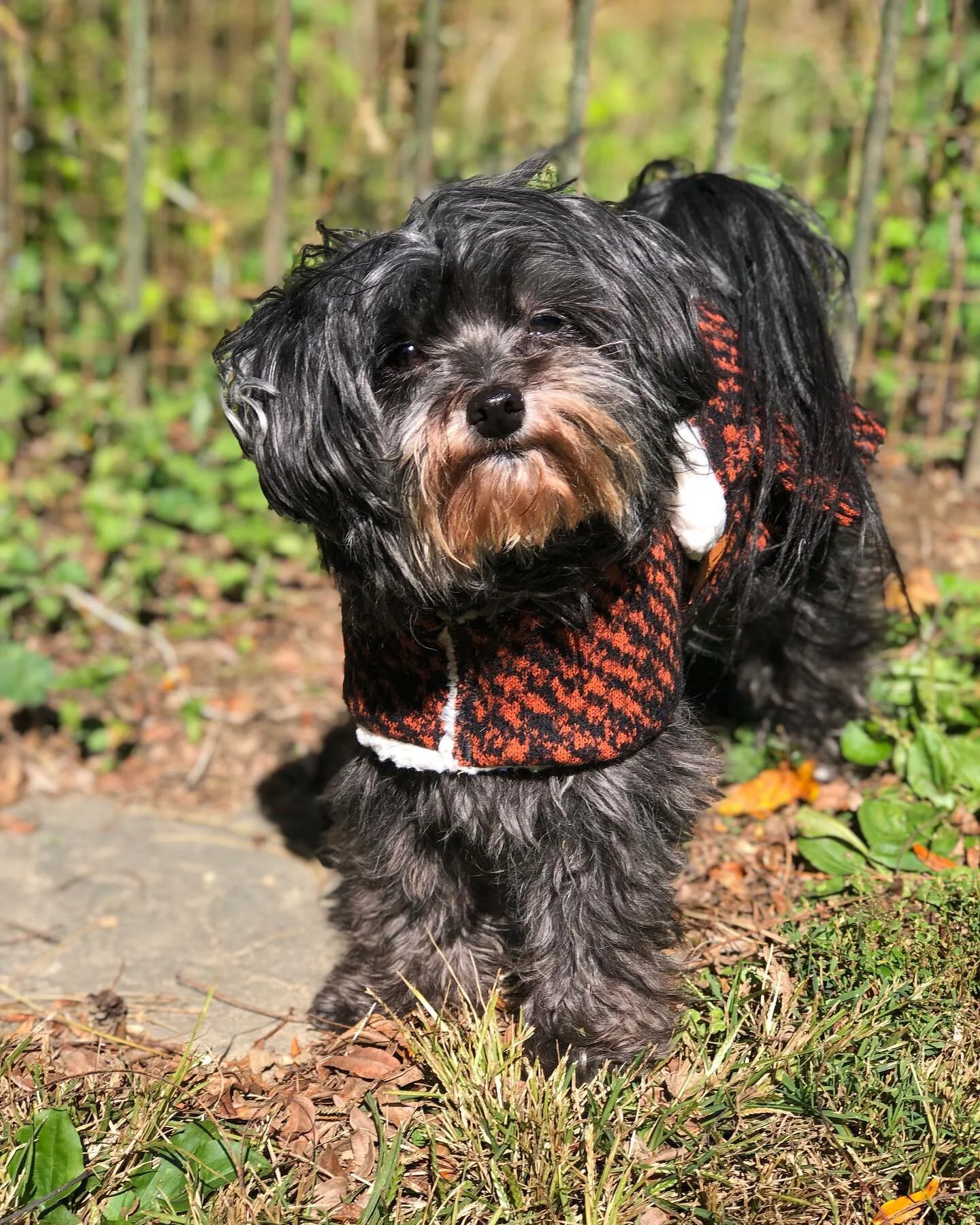 Size Guide for Dog Coats — Snugpups Handmade Dog Coats