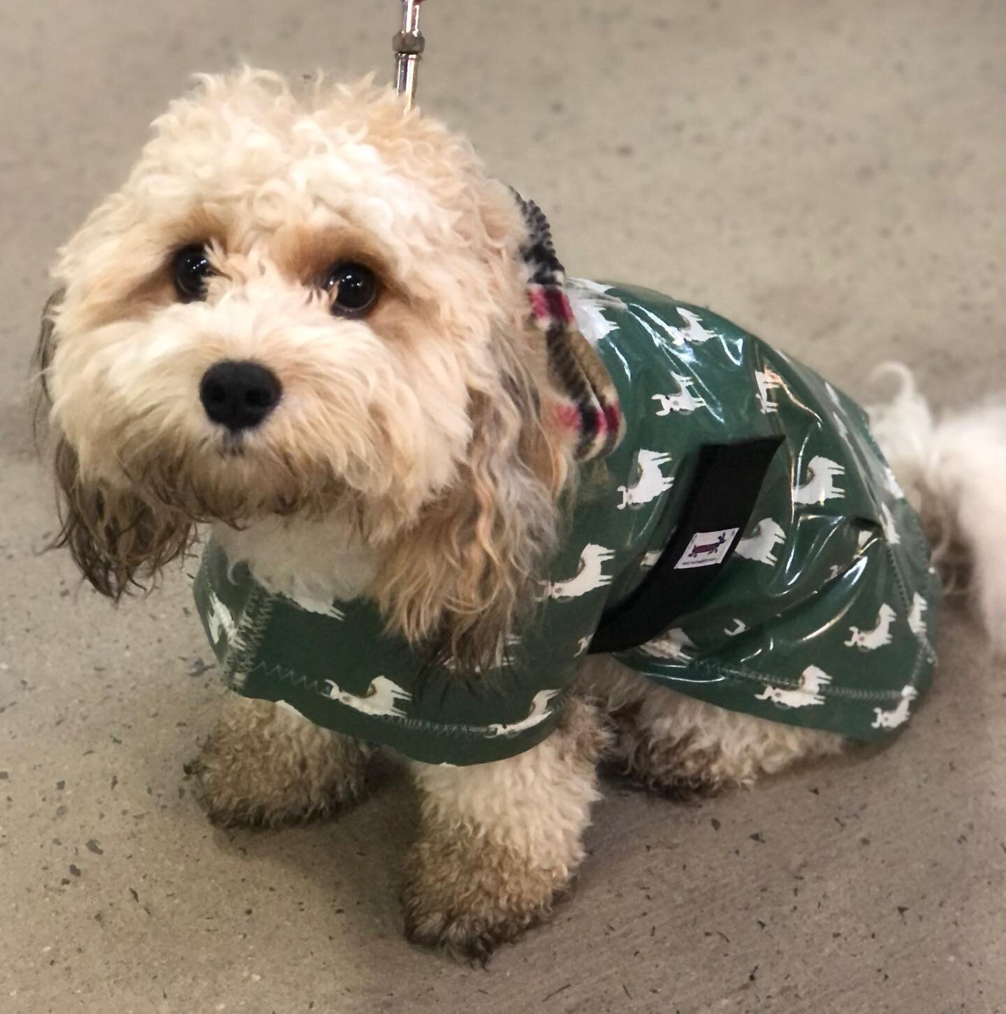 We have fallen for Millie💗💗💗. #llamaraincoat #llamas #dogcoat#dogsofinstagram #bichoncavalier #cavachon