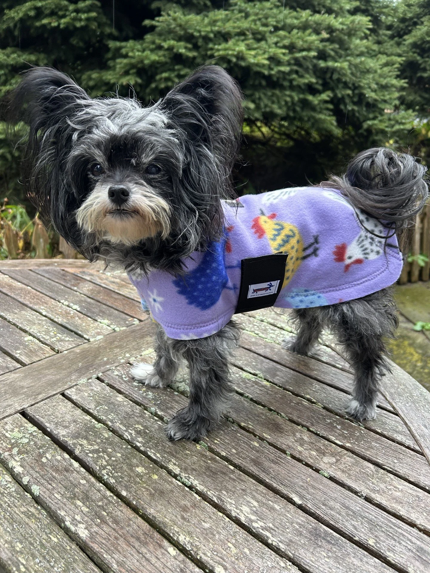 Dolly Chickens Fleece.jpg