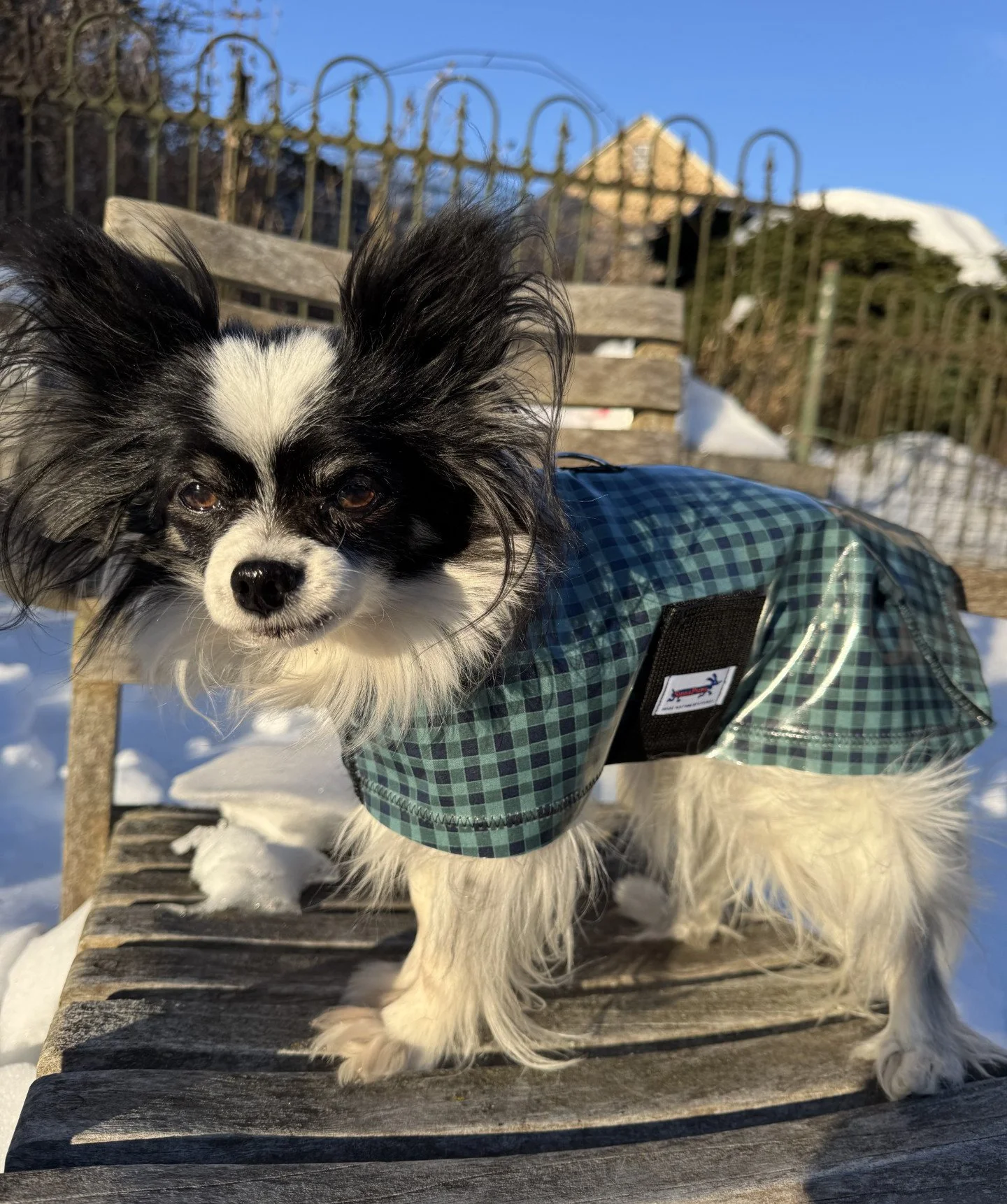 Dinah Teal Gingham.jpg