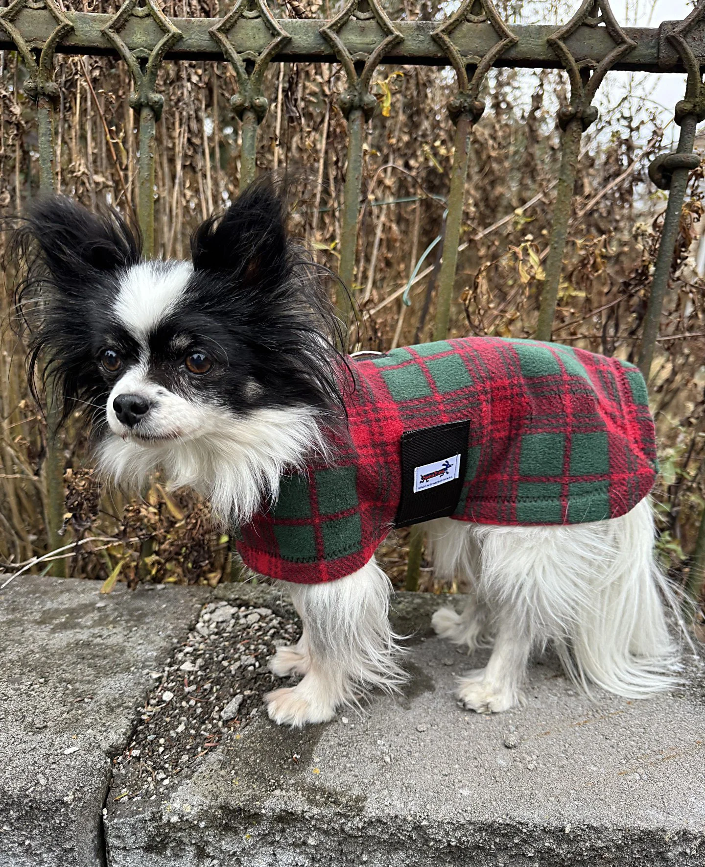 Dinah in Holiday Plaid.jpg