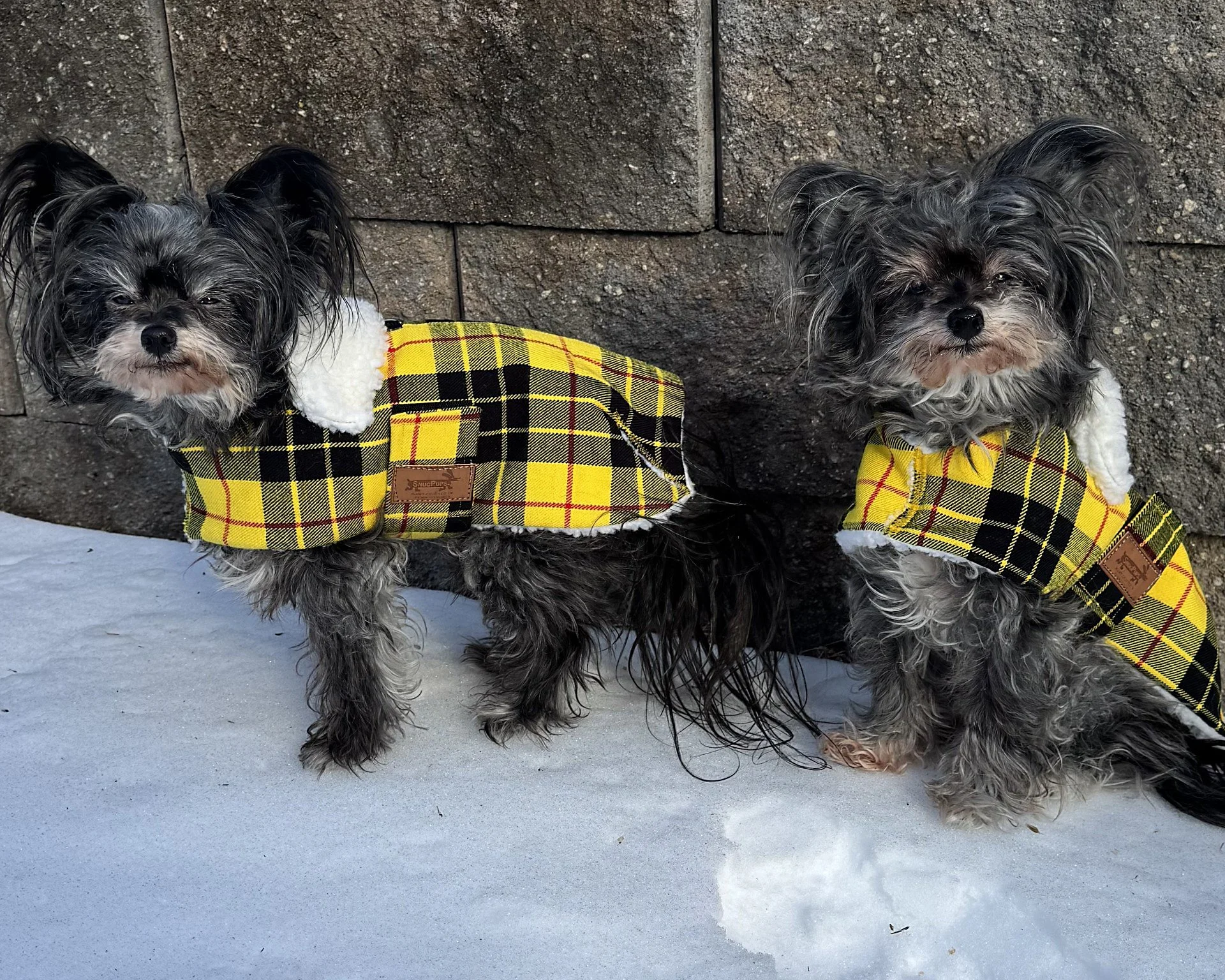 Dolly and Goji in MacLeod Tartan Wool.jpg