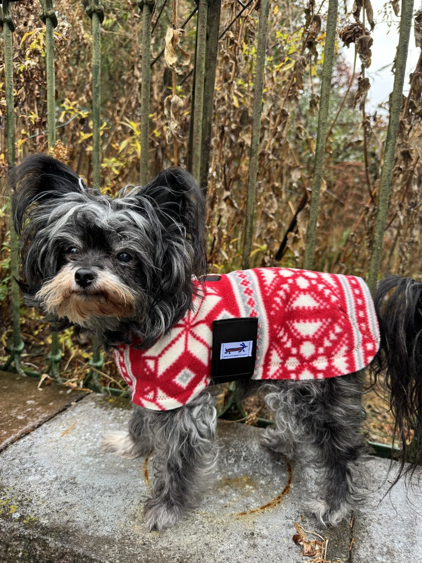 Dolly Fairisle 2.jpg