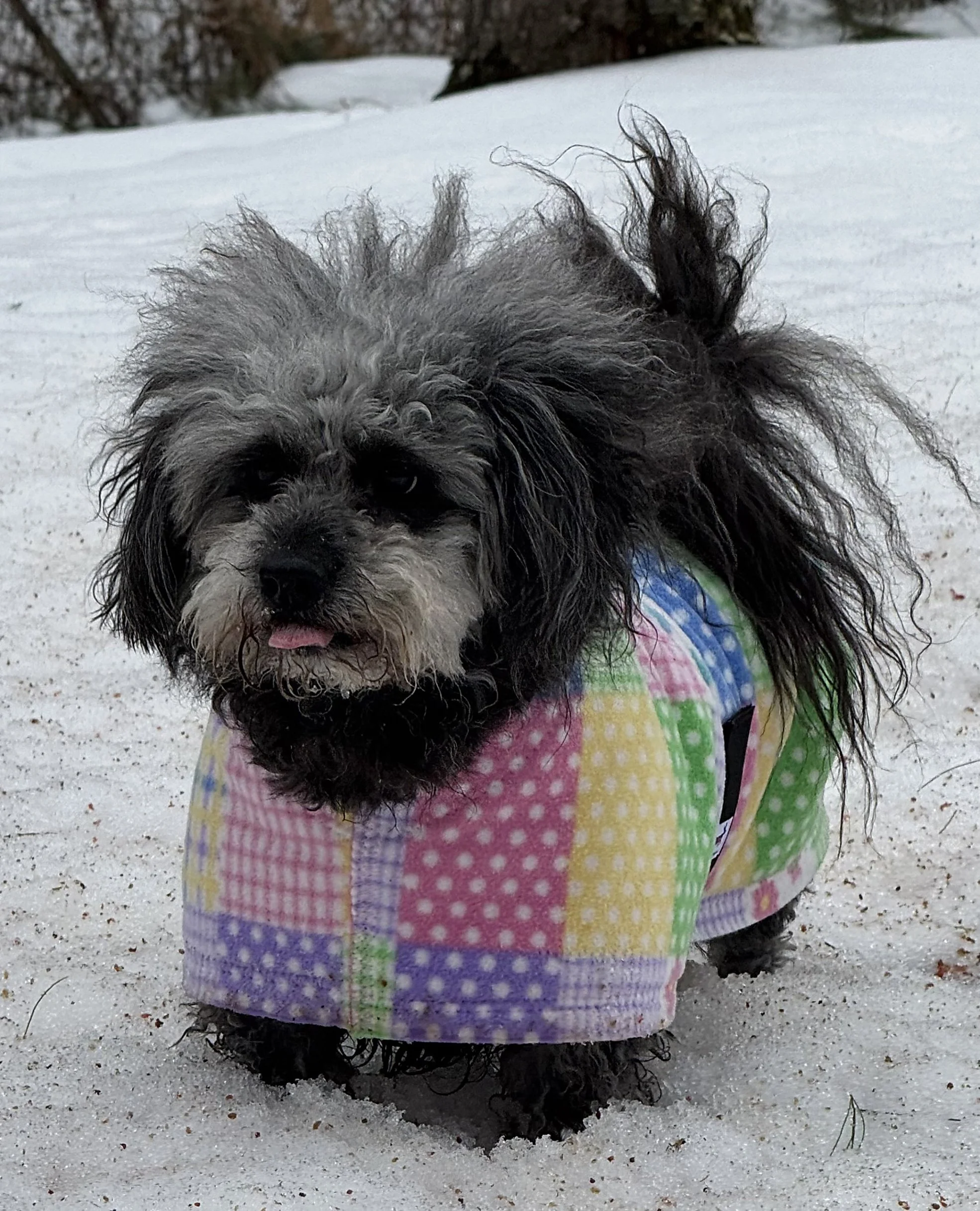 Lilly in Spring Fling.jpg