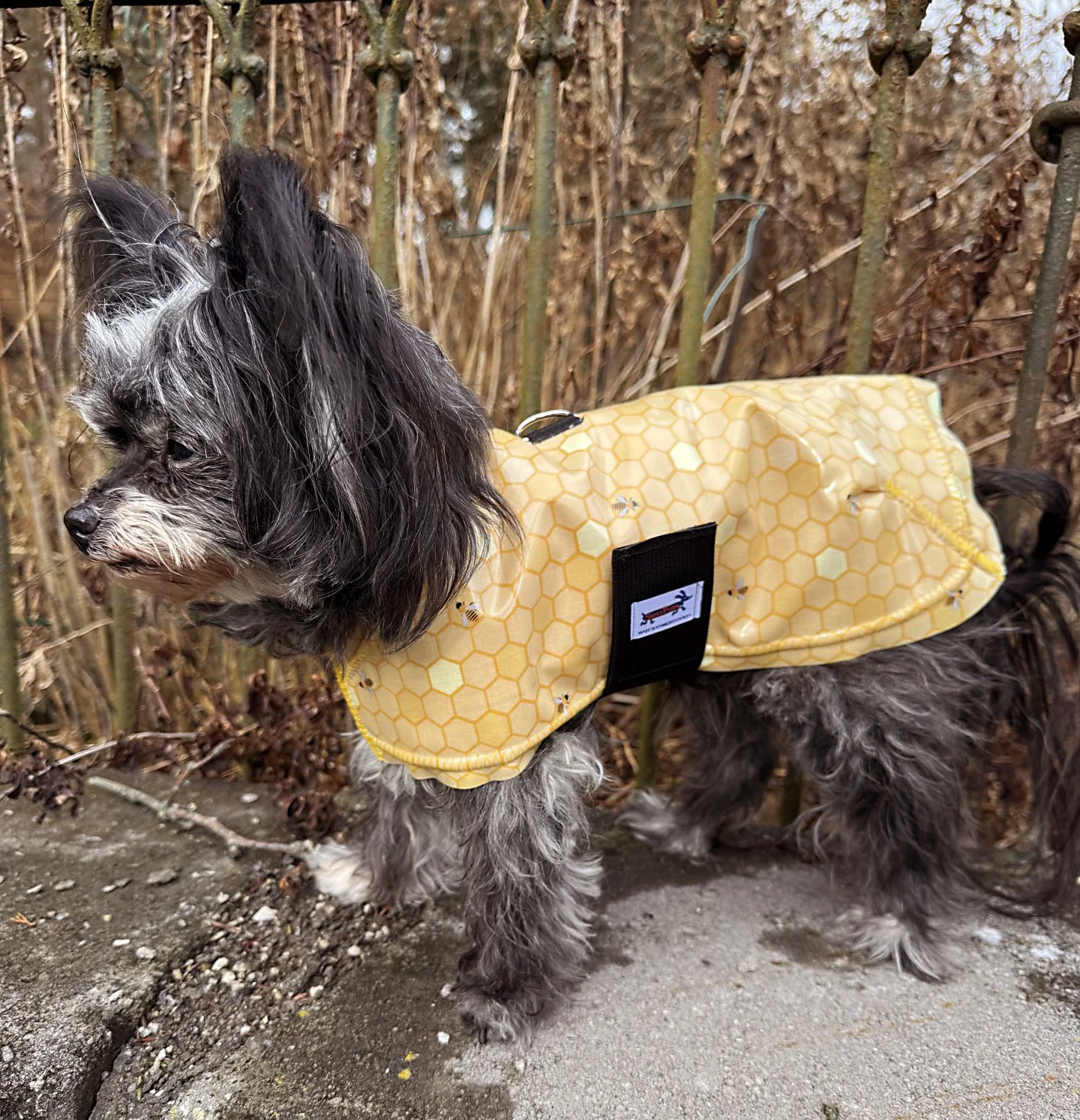 Dolly in Honeybees.jpg