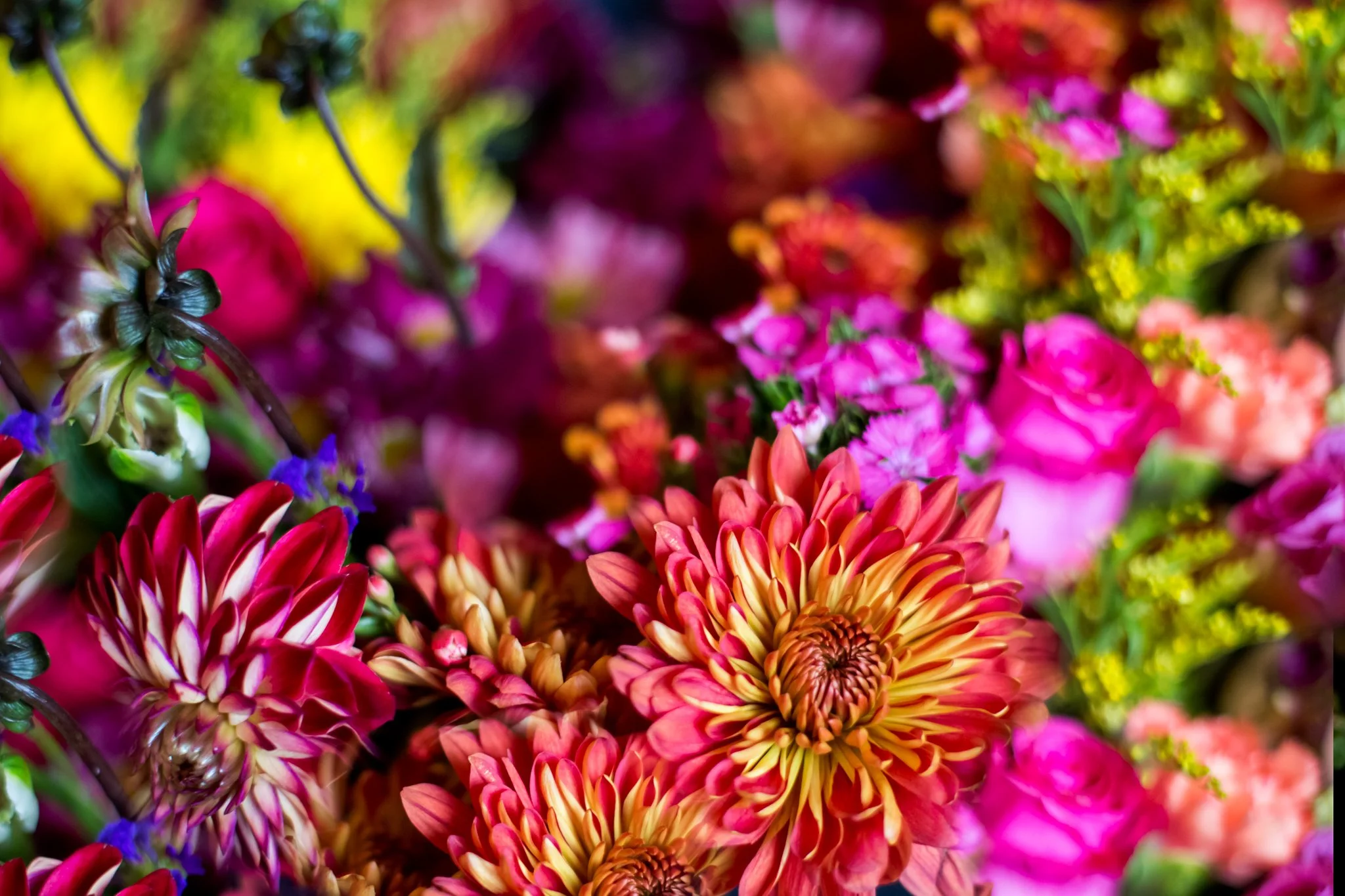Joy Blooms