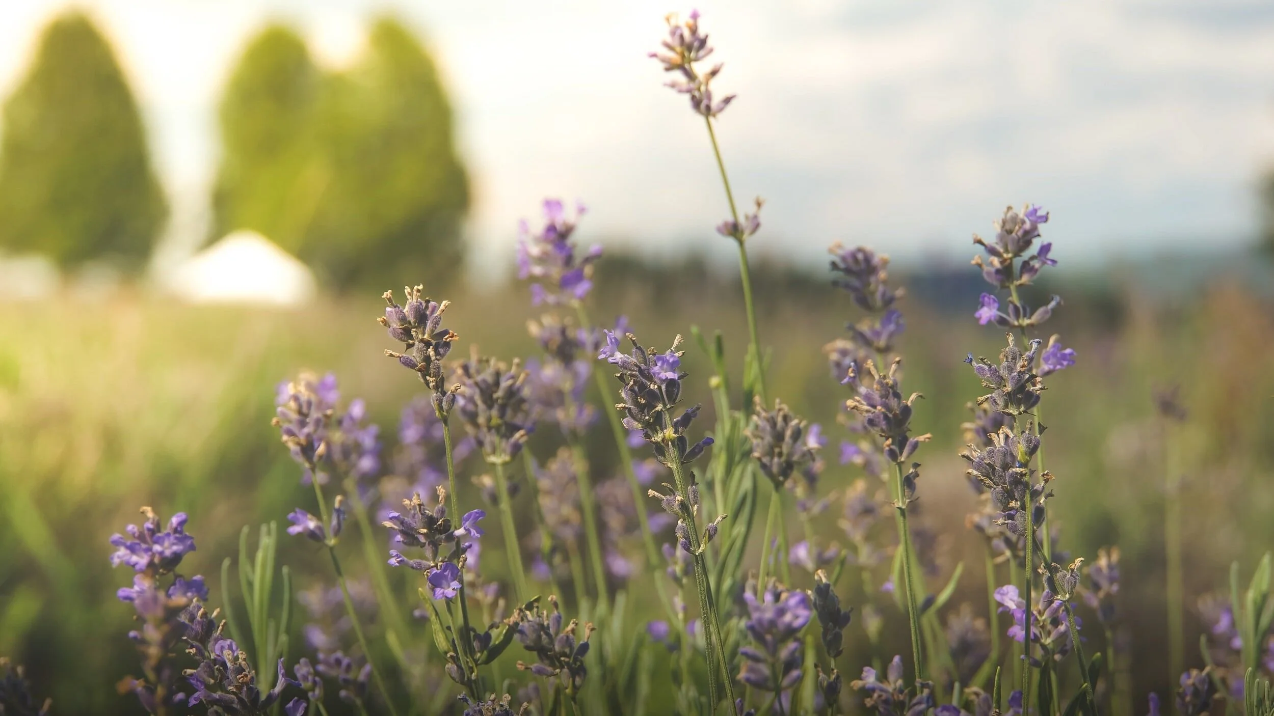 Neob Lavender