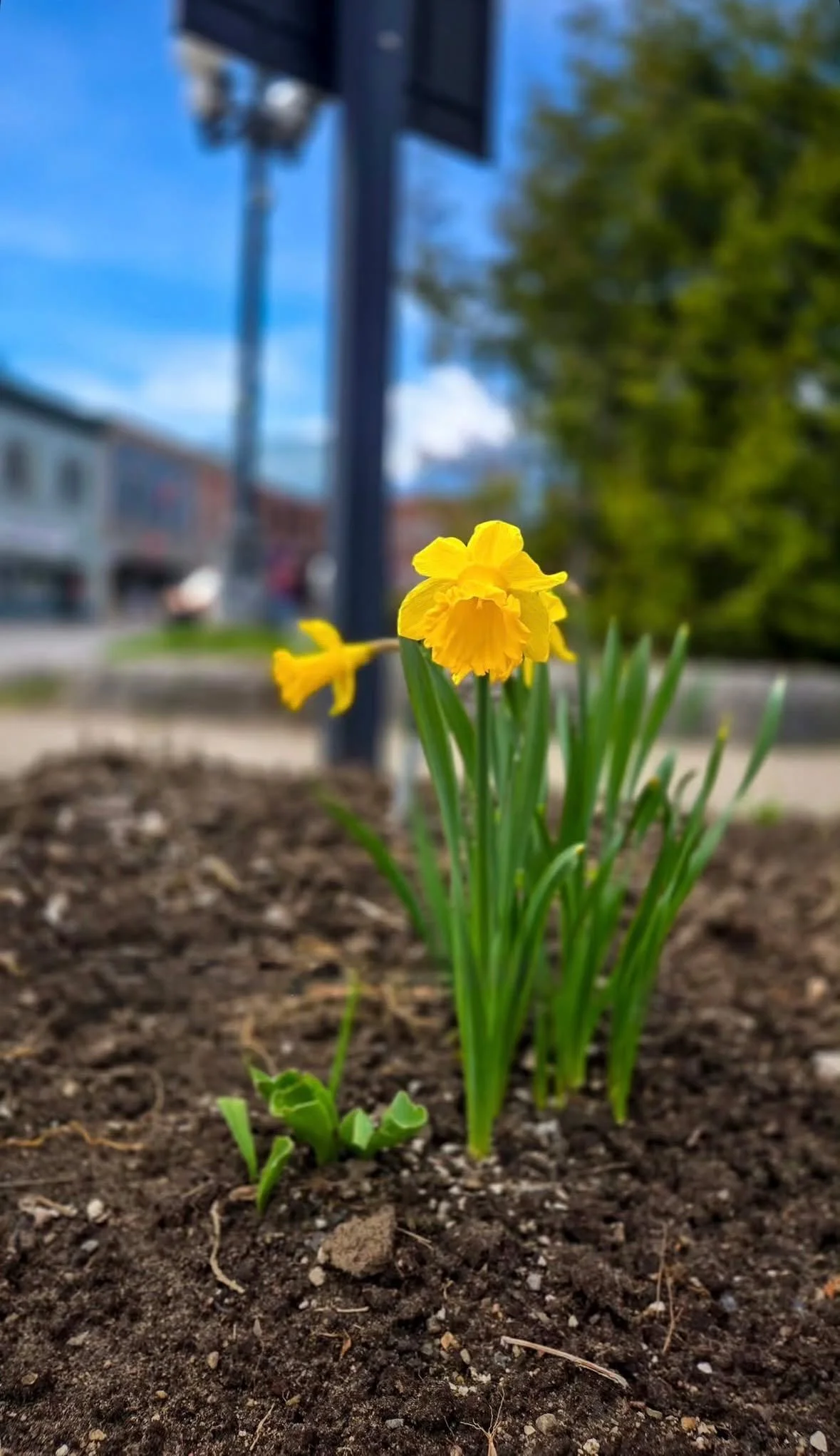 Bracebridge is blooming 🌷
With longer days ahead, we&rsquo;re already dreaming of downtown festivals, vibrant events, and streets filled with people supporting local.

📲 Download the Downtown Bracebridge App to stay in the know!

#downtownbracebrid