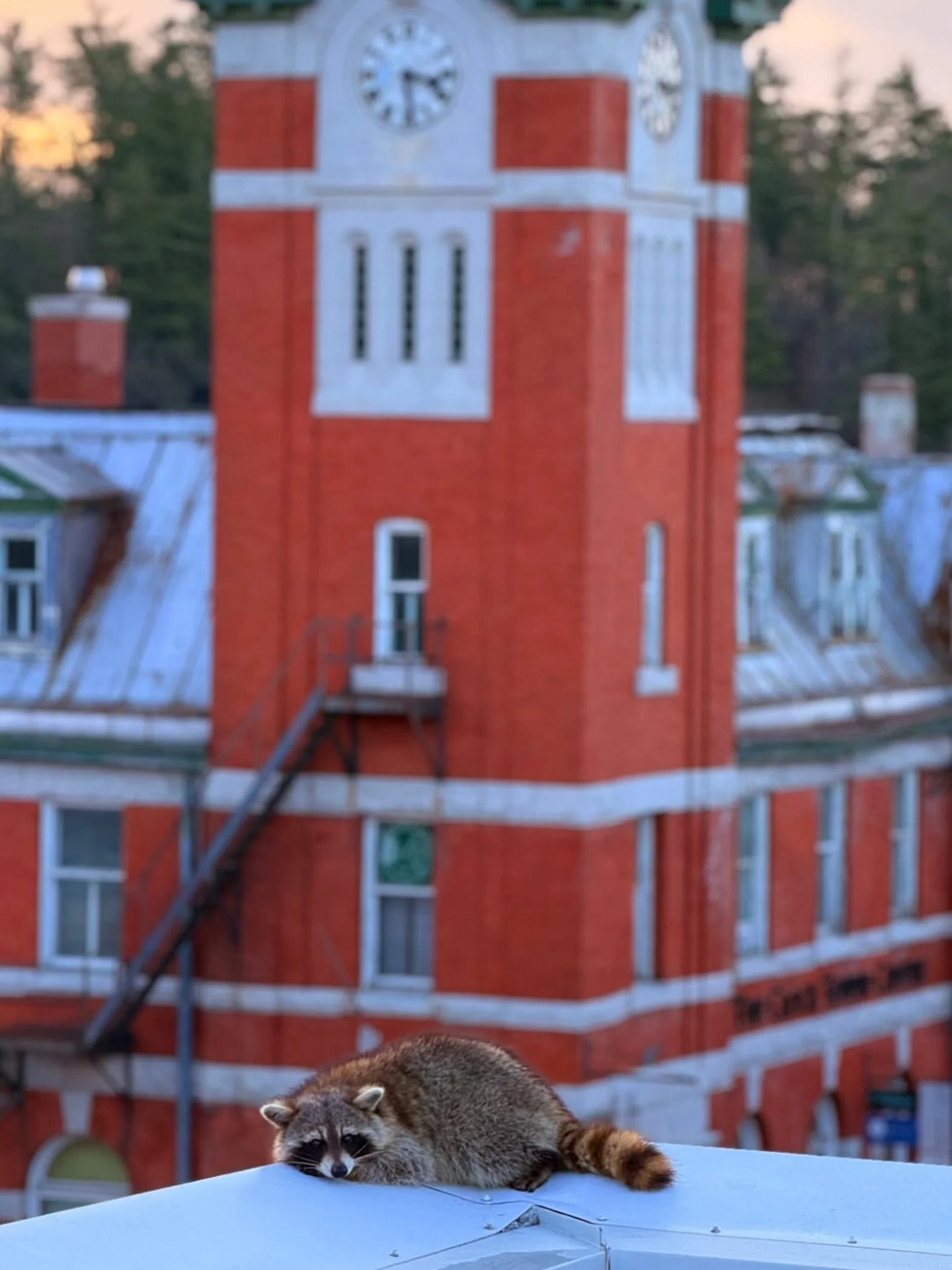 Rest up, Bracebridge&hellip; the long weekend is just around the corner. We&rsquo;ll see you soon!

📸 @keirslife 

#downtownbracebridge #maylongweekend #discovermuskoka #wildlife #muskoka