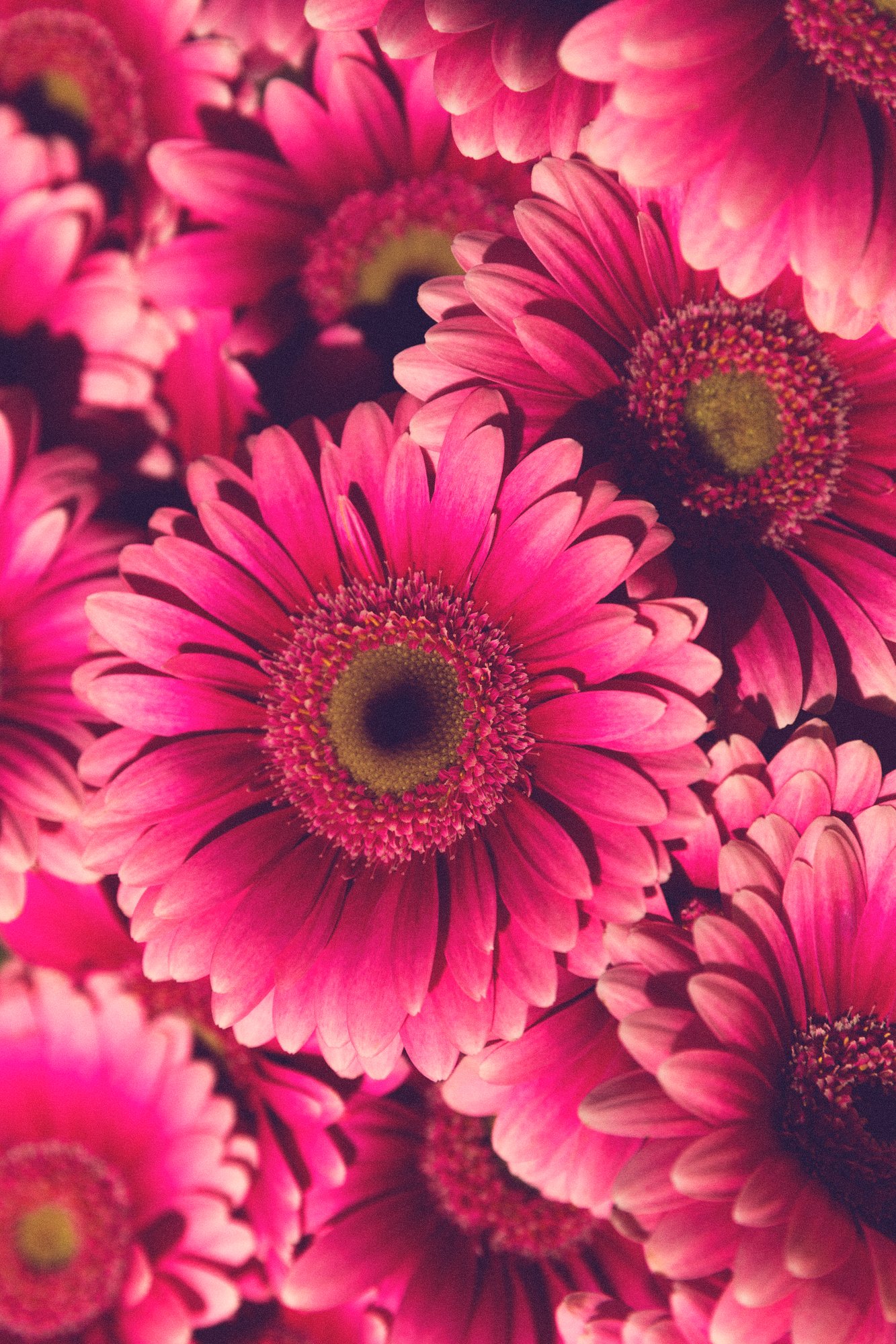 The Power of a Flower