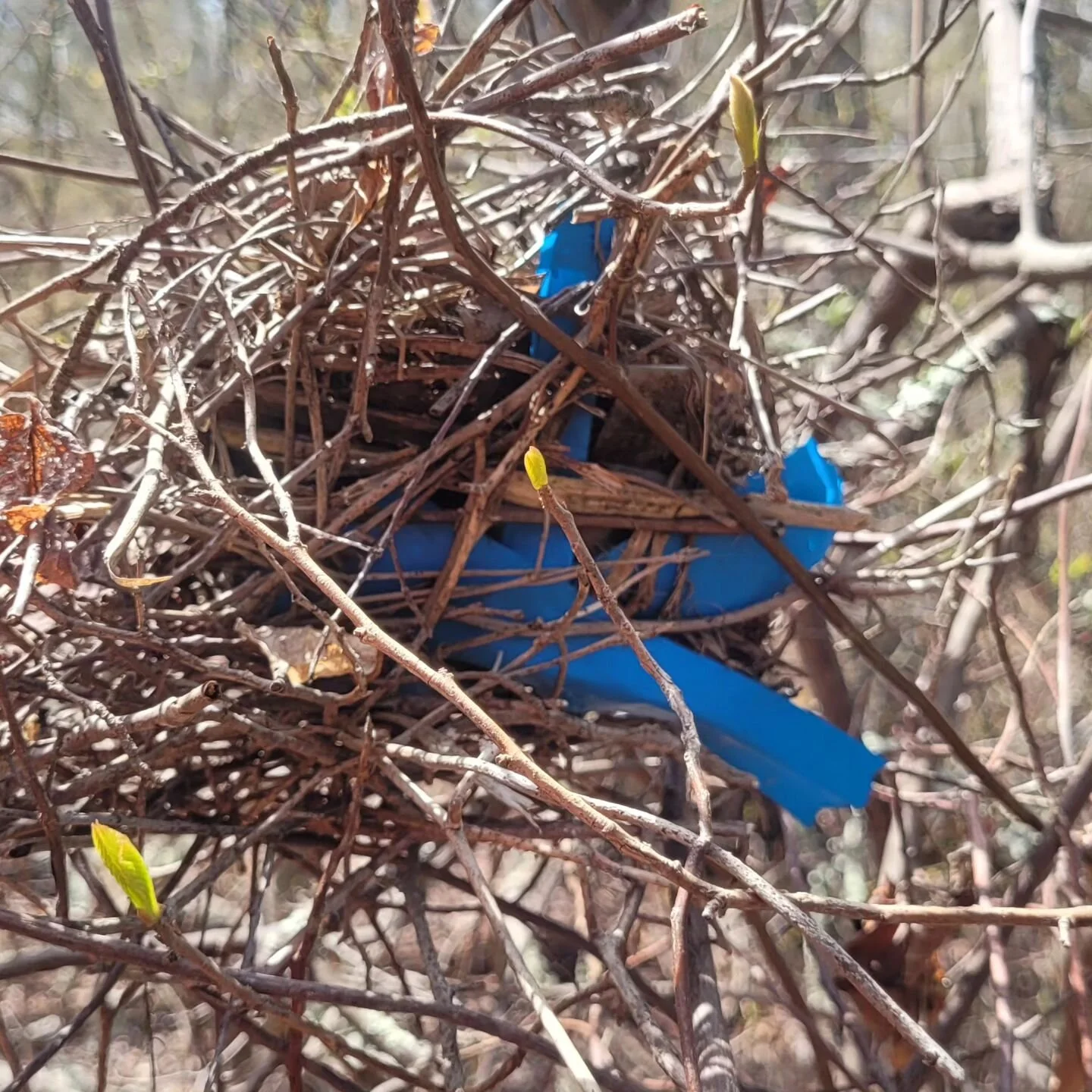 Dang birds! That's my A46-A52!