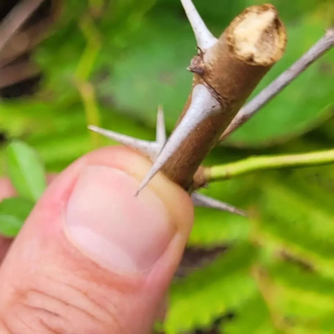 Rosa multi$@+#!**@$&amp;?!/