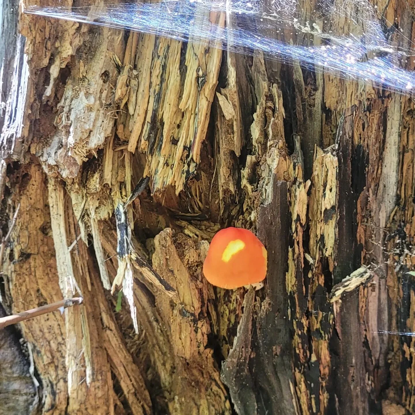 If any mini construction worker lost their hat its right where you left it