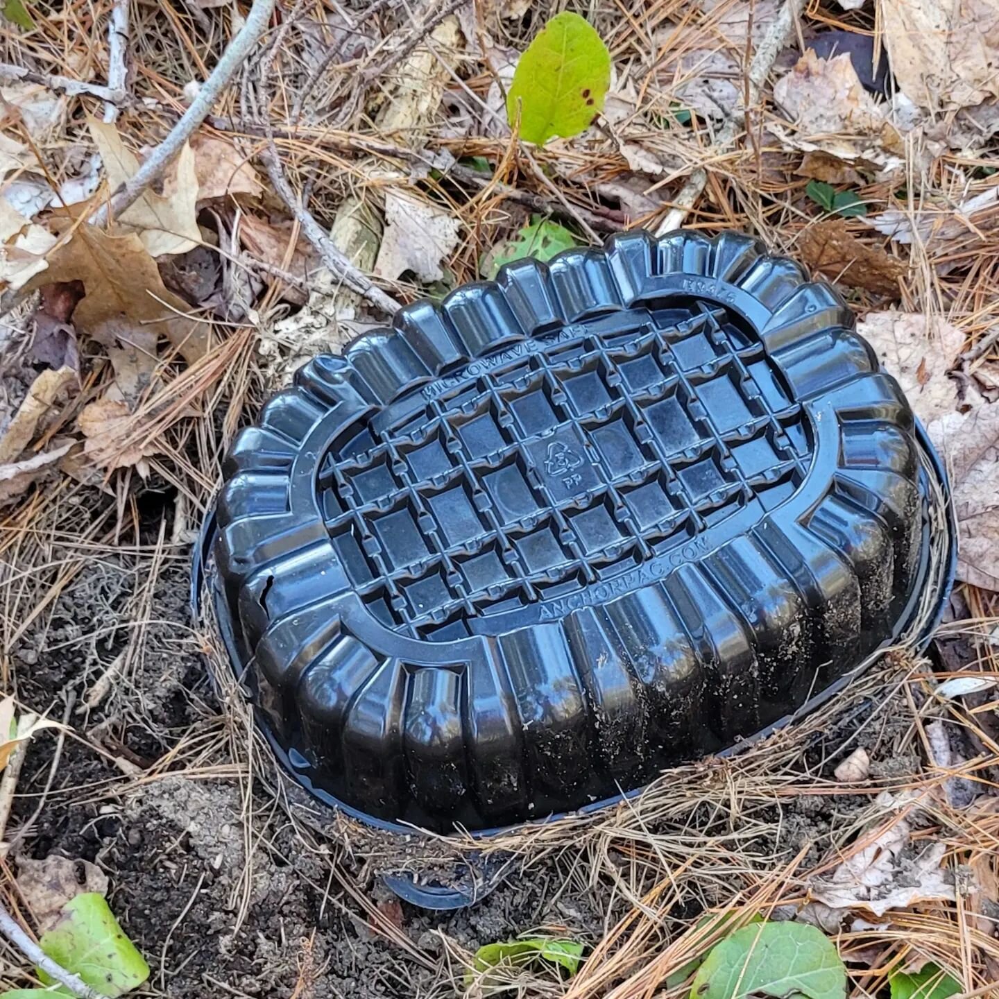 Extremely rare turtle species. Must've spooked the little guy