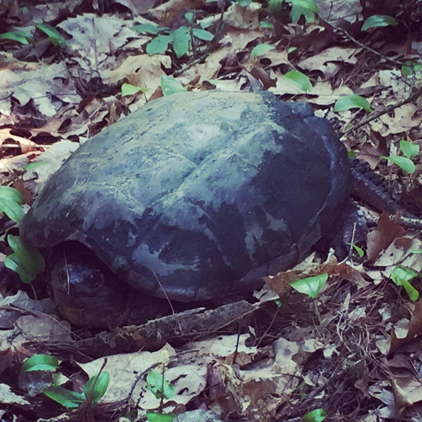 Pretty good size snapping turtle