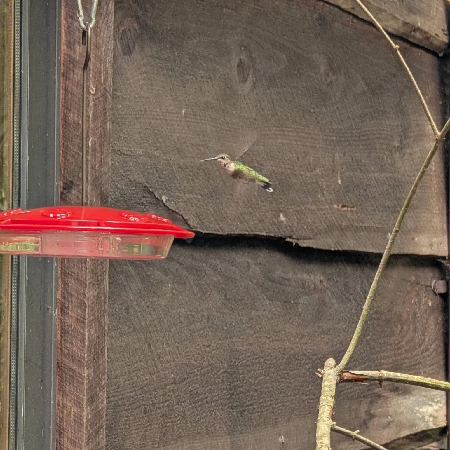 Think Twice About Your Hummingbird Feeder