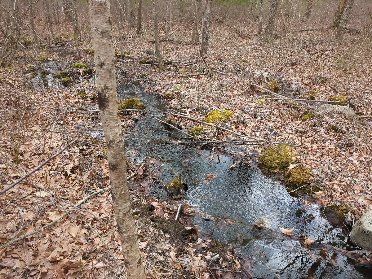 A small creek flowing through a leaf-covered forest with rocks and moss on the banks.