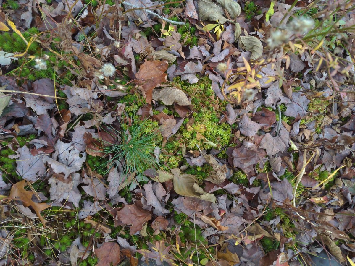 Close-up view of dead leaves, small green plants, and some tiny white flowers on the ground.