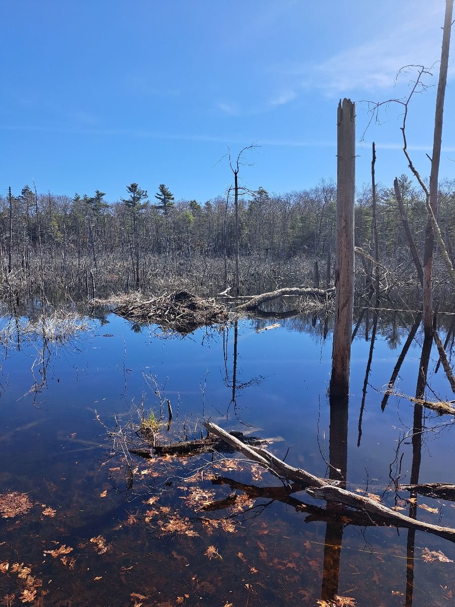 A swamp or pond in northern rhode island standing water