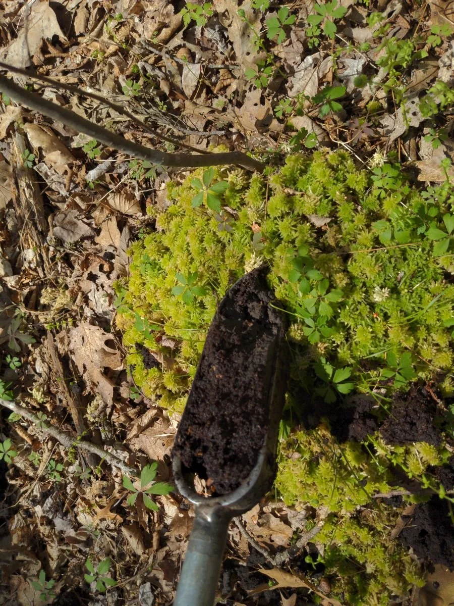 soil auger with organic soil and sphagnum moss in a wetland in RIDEM jurisdiction