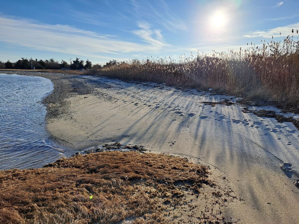 shoreline in coastal massachusetts and phragmites