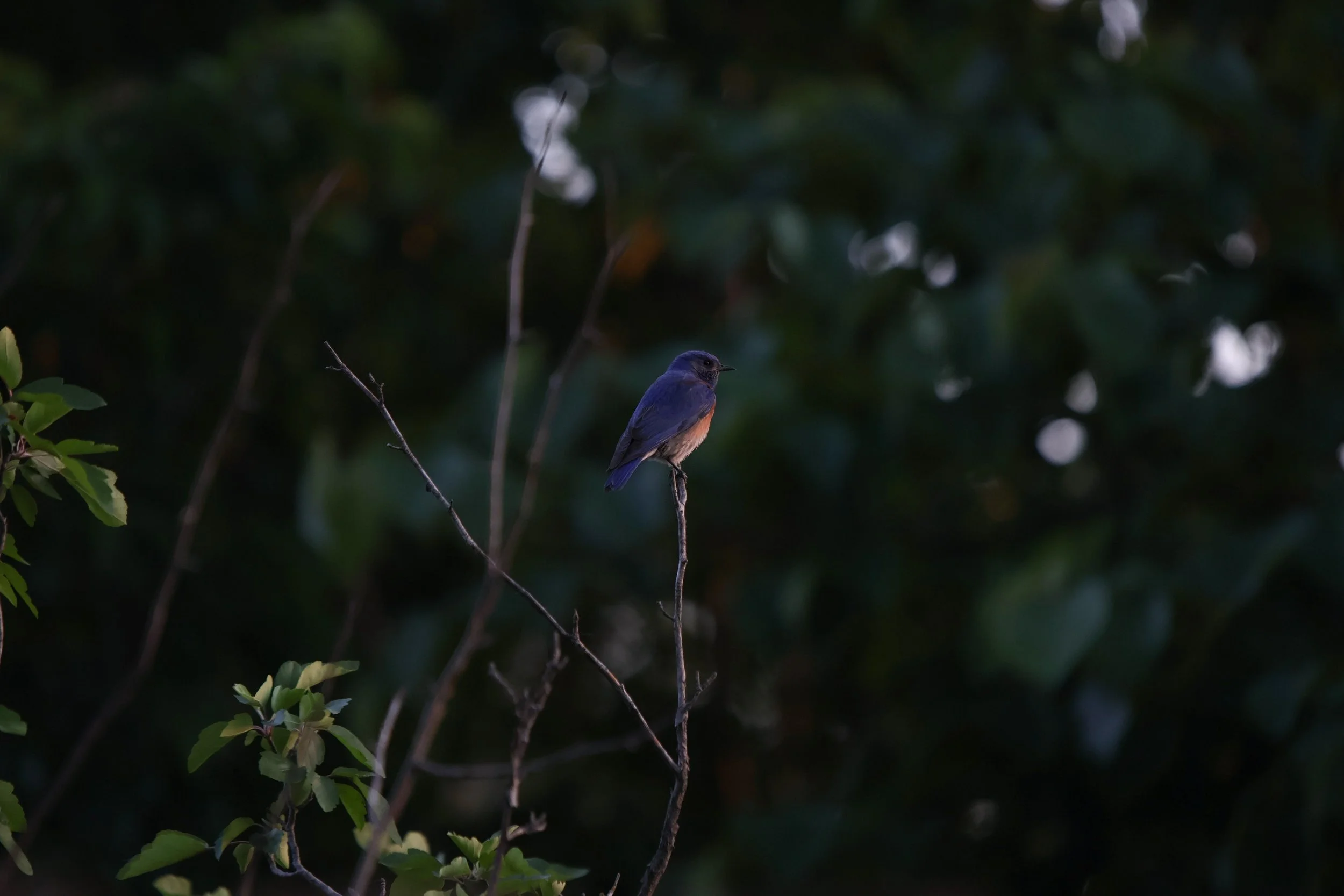 A small blue and orange bird perched on a thin branch in a dark, leafy background.